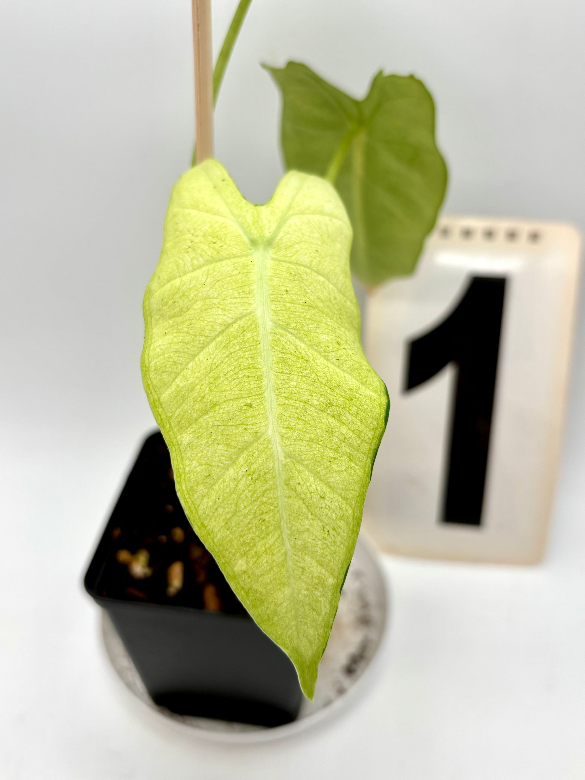 Alocasia Frydek Mint