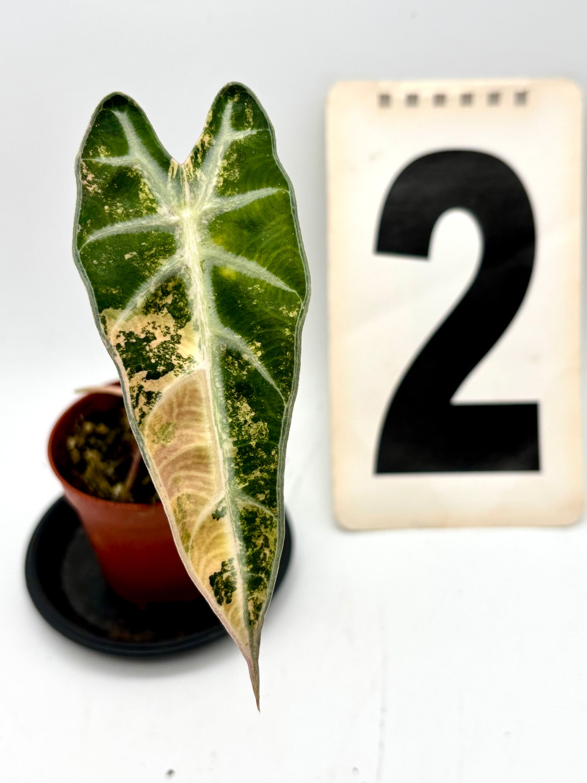Alocasia Bambino Aurea Variegata