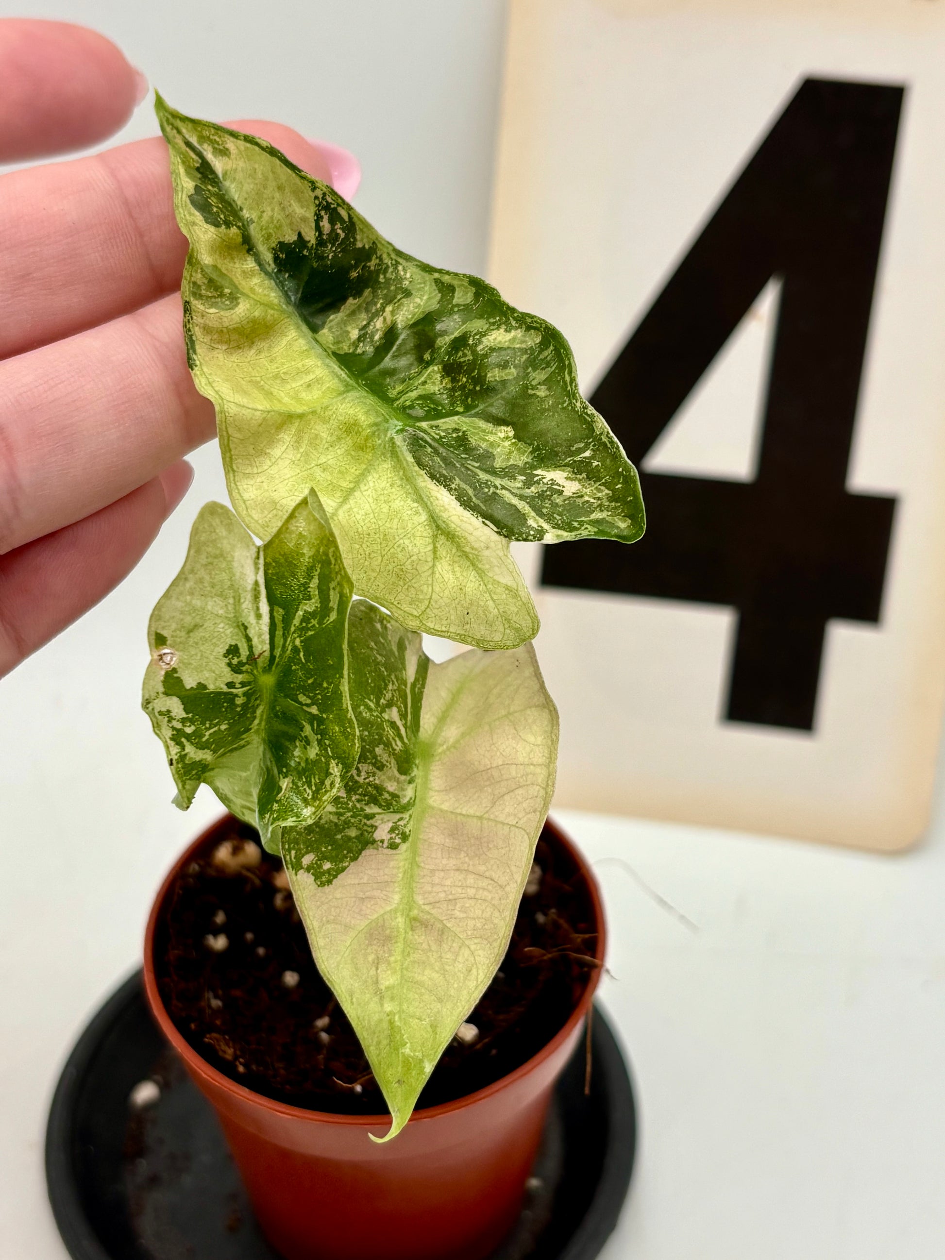 Alocasia Polly Variegata ‚Snowflake‘