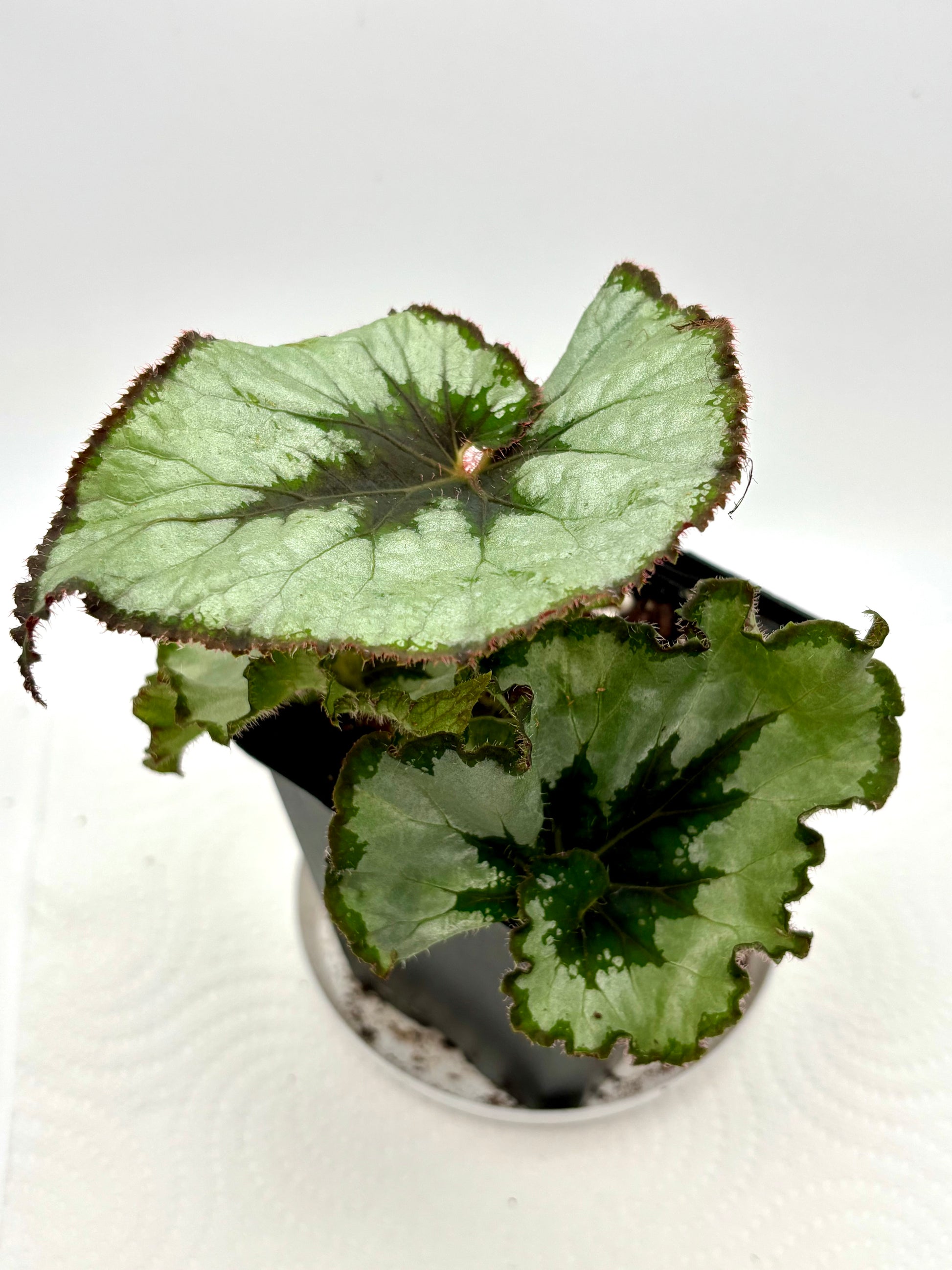 Begonia Rex Hybrid