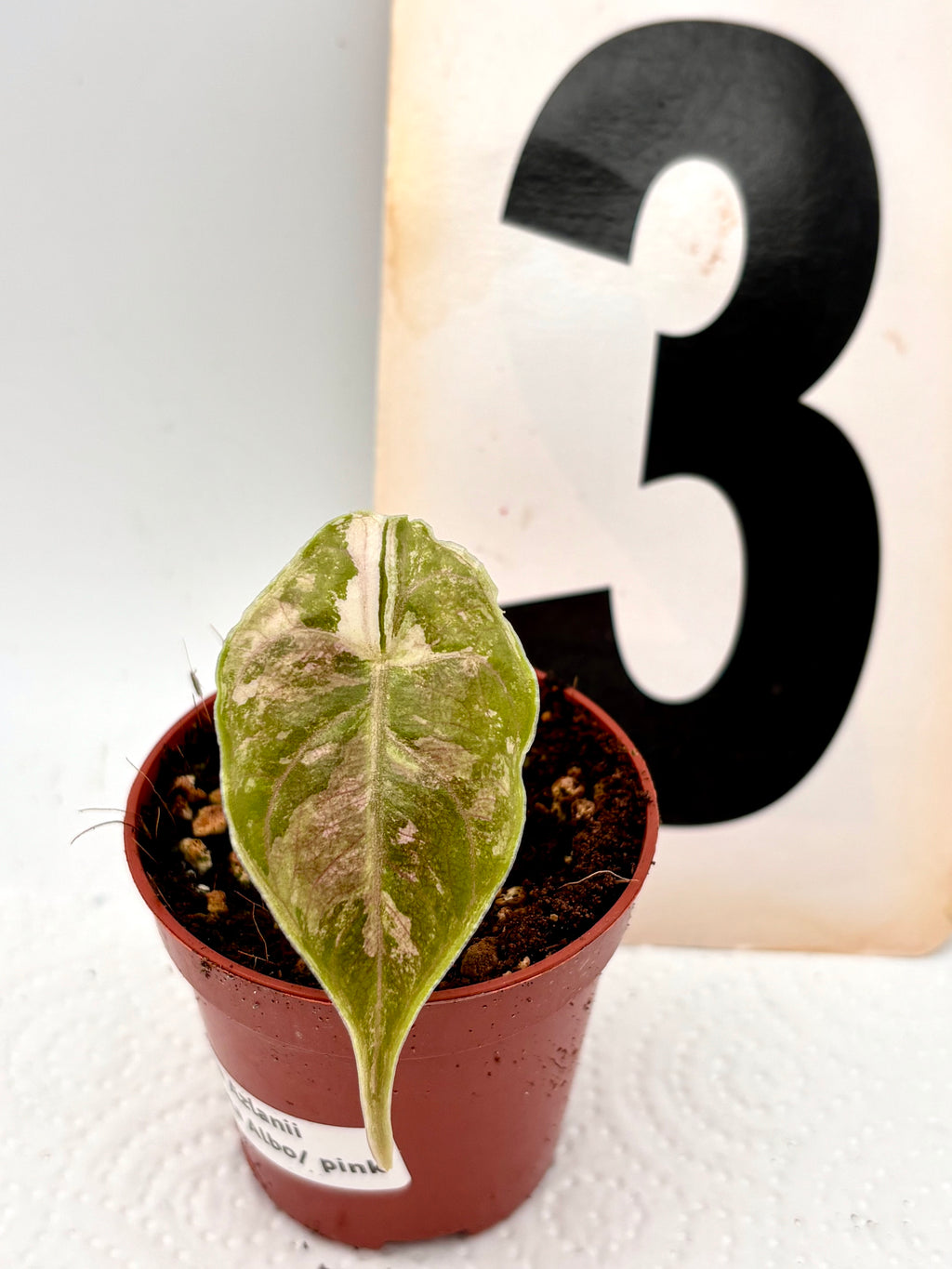 Alocasia Azlanii Variegata