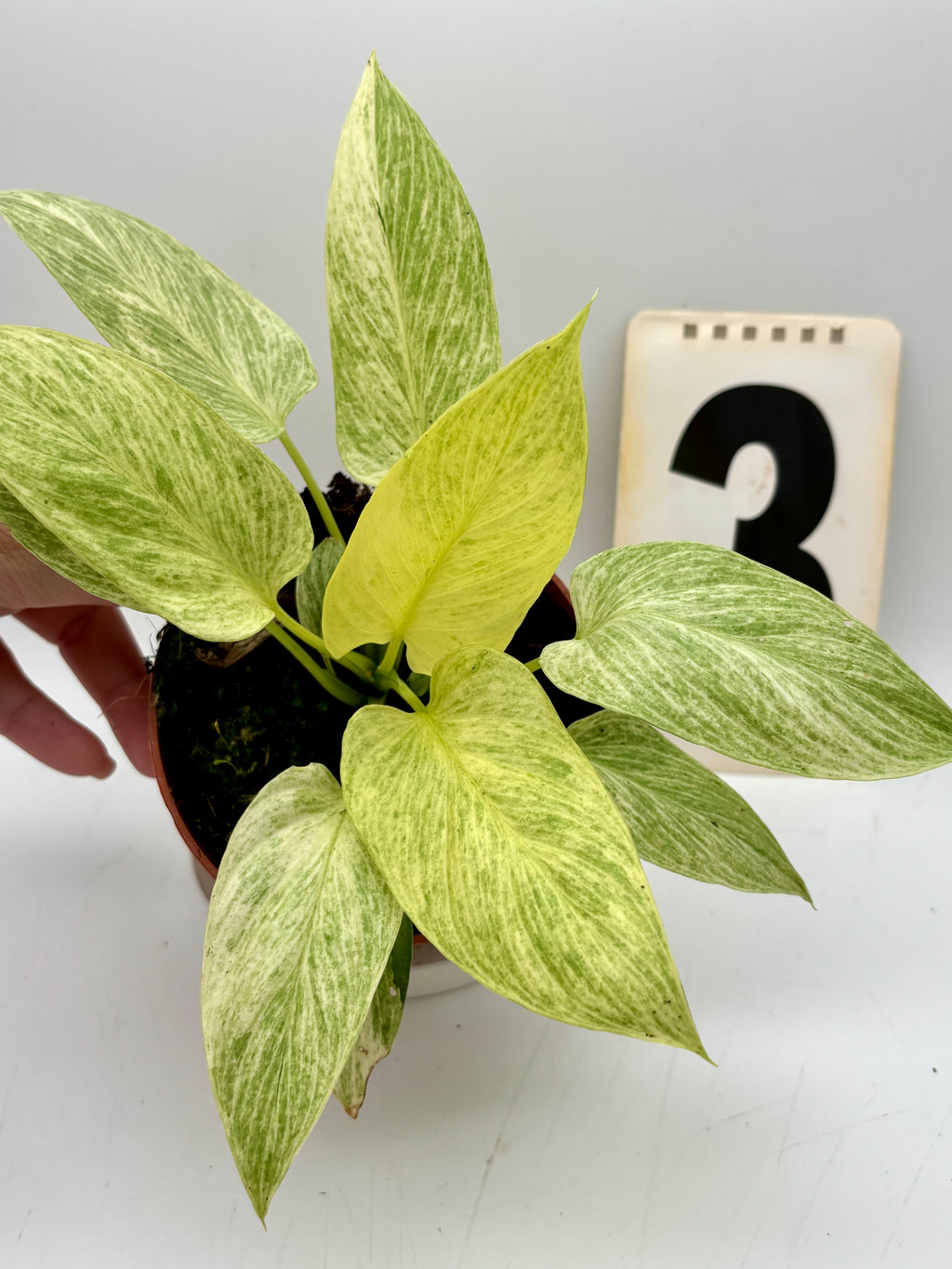 Homalomena Sulcata Cream Frost - Exotic-Flowers