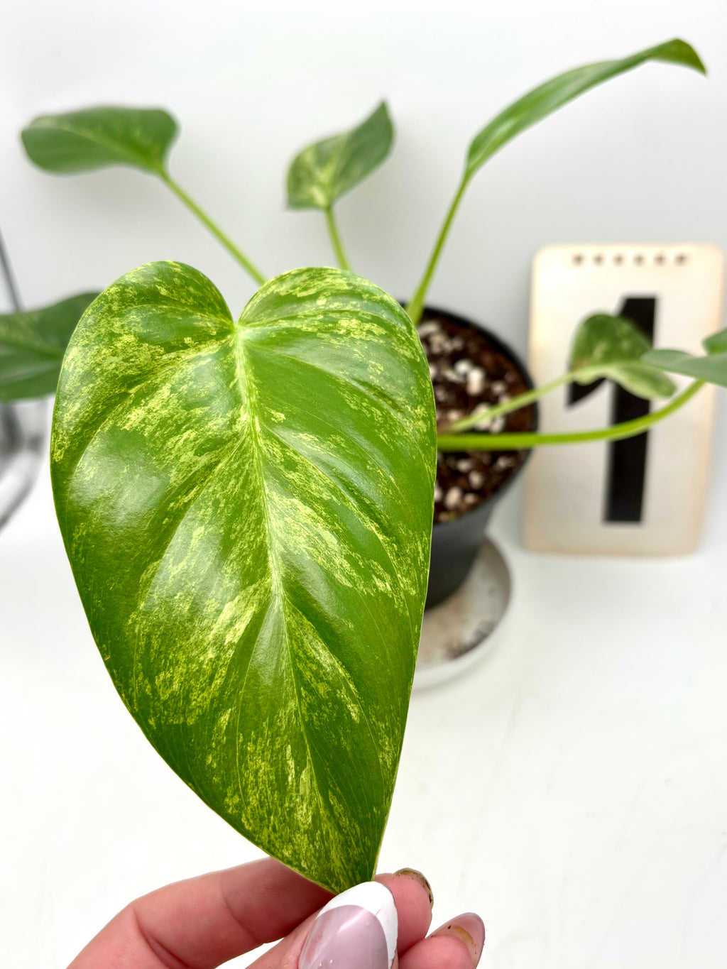 Exotic-Flowers Philodendron Giganteum Variegata mit großen, grün-weißen, variierten Blättern, Zimmerpflanze im Topf