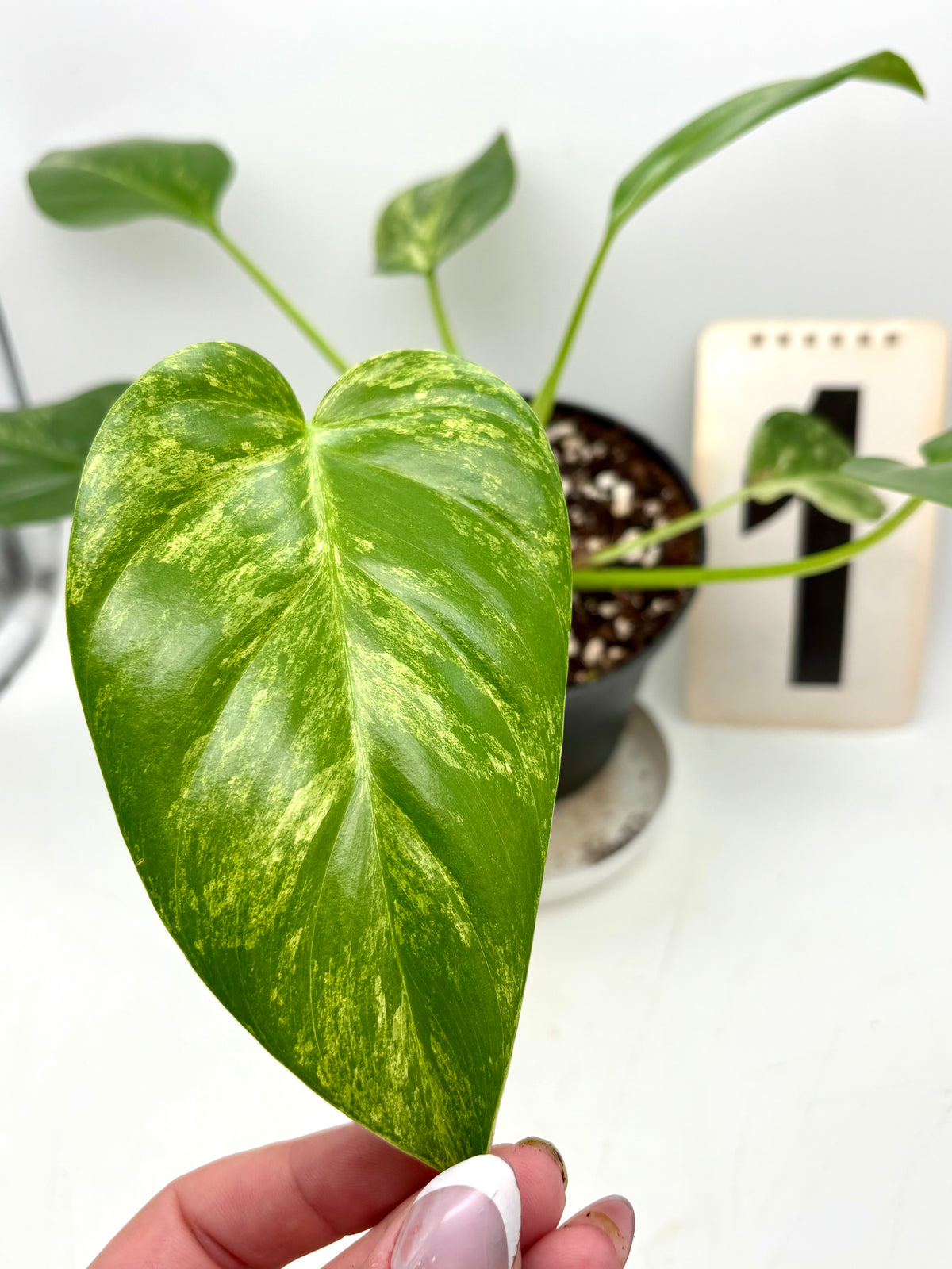 Exotic-Flowers Philodendron Giganteum Variegata mit großen, grün-weißen, variierten Blättern, Zimmerpflanze im Topf