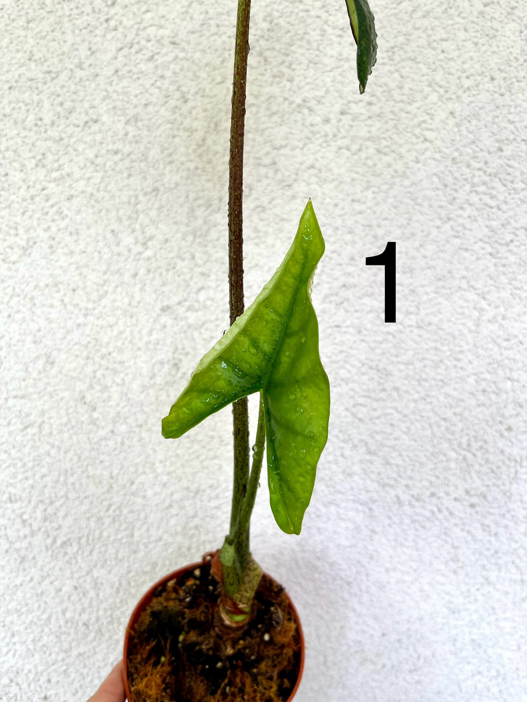 Alocasia Bisma Silver