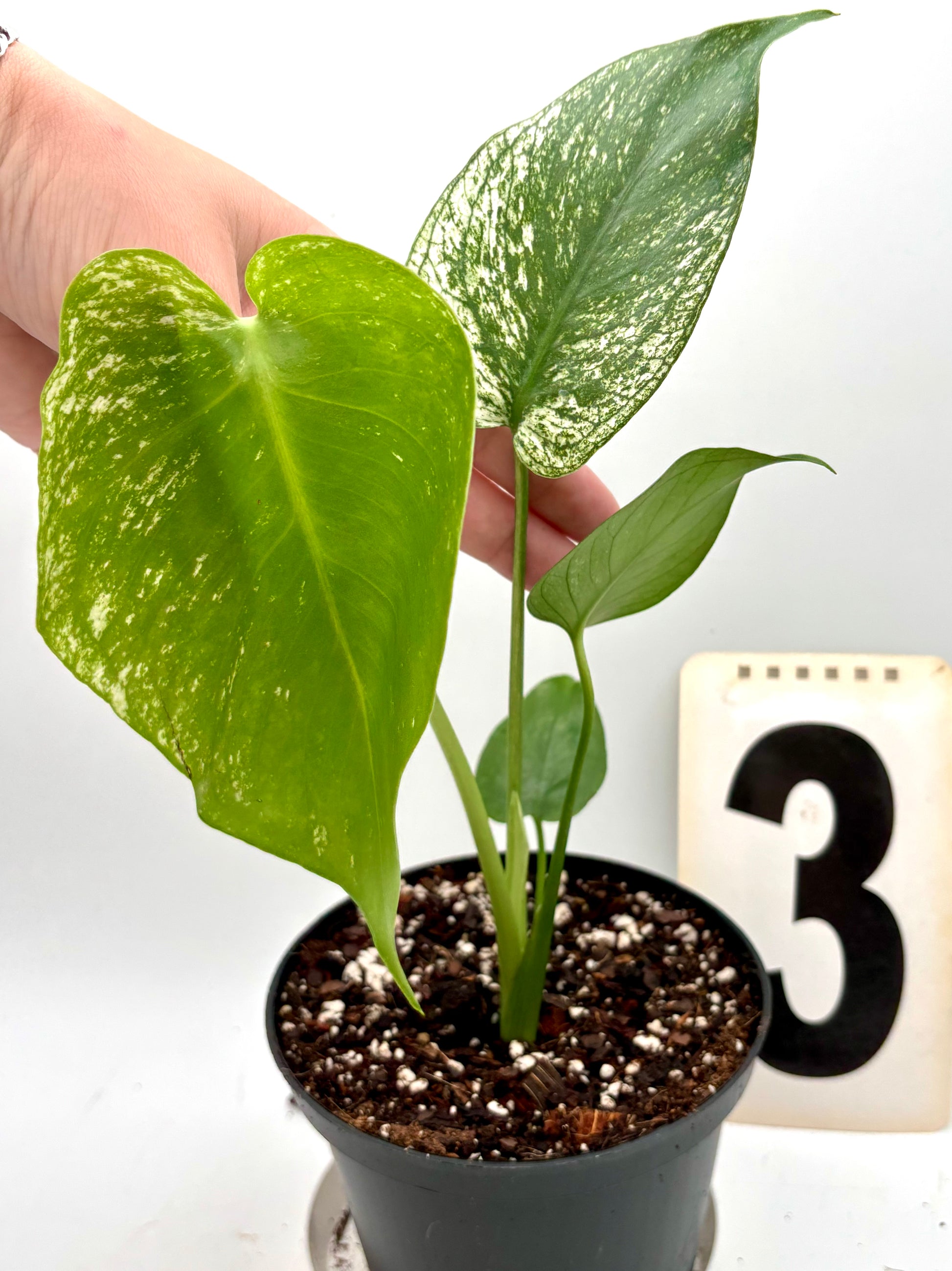 Monstera Devil Monster Variegata
