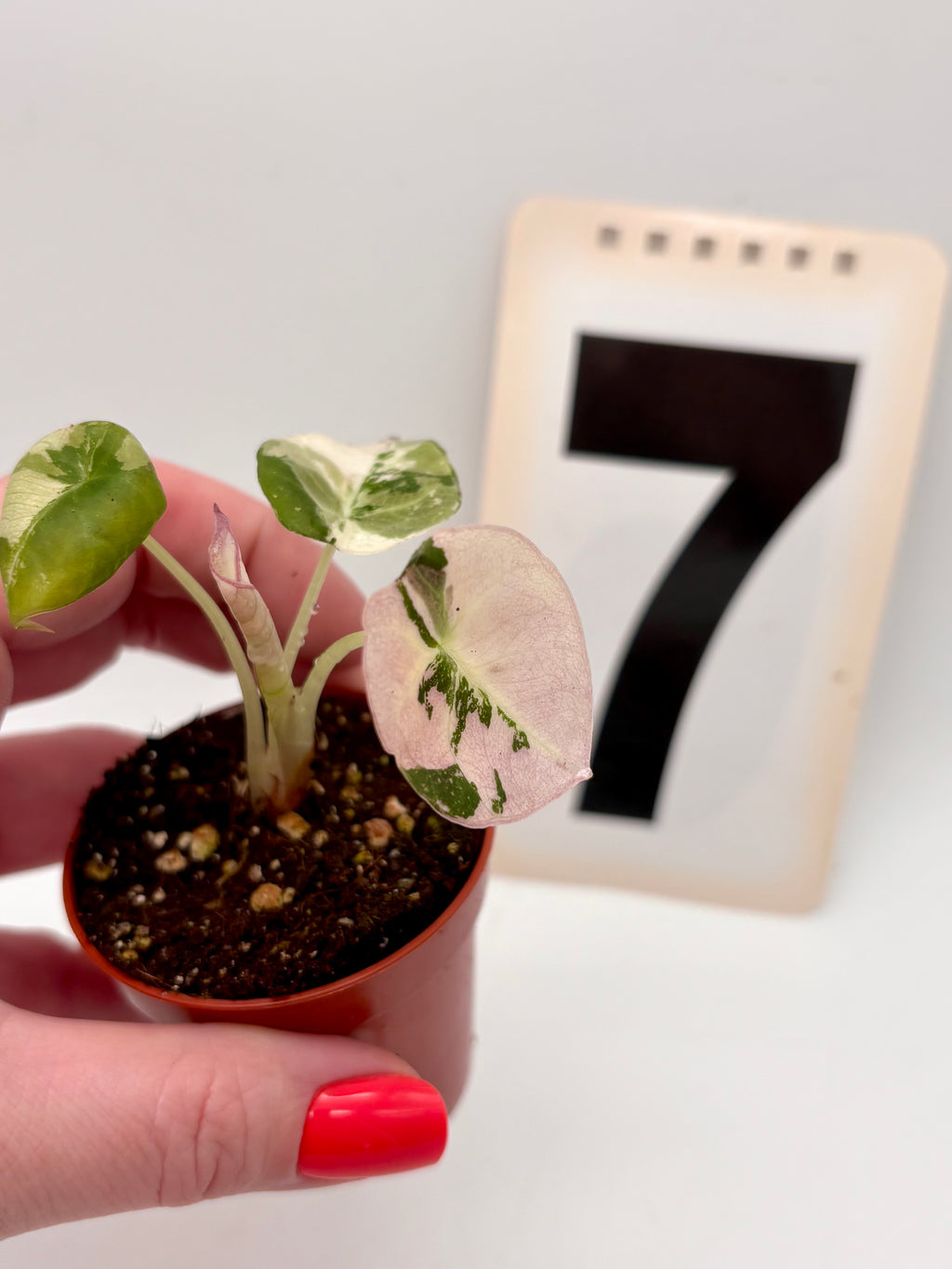 Alocasia Black Velvet Variegata