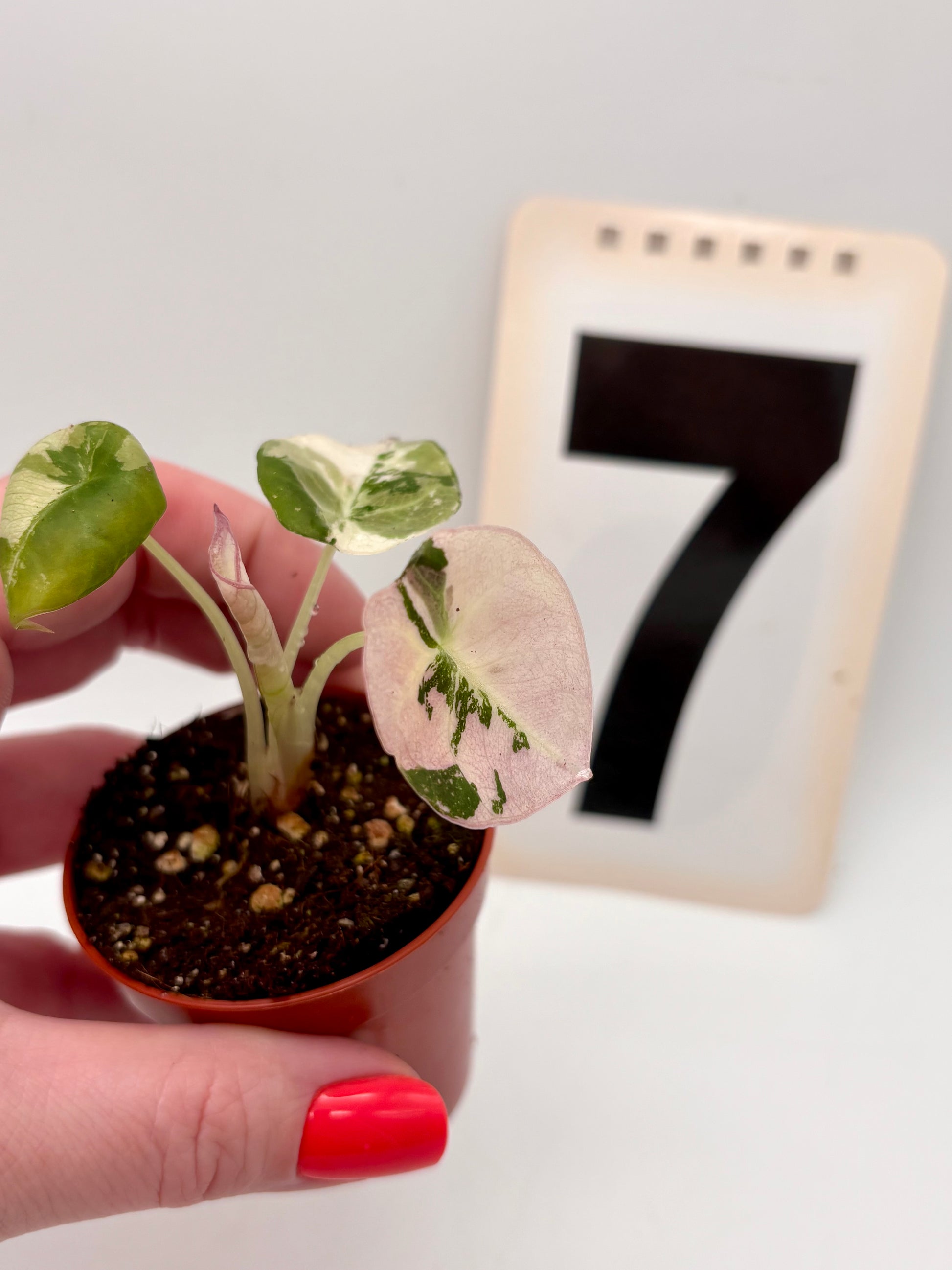 Alocasia Black Velvet Variegata