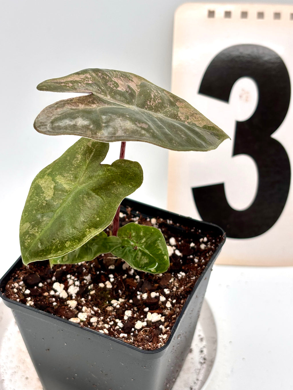 Alocasia Pseudo Sanderiana Pink Variegata