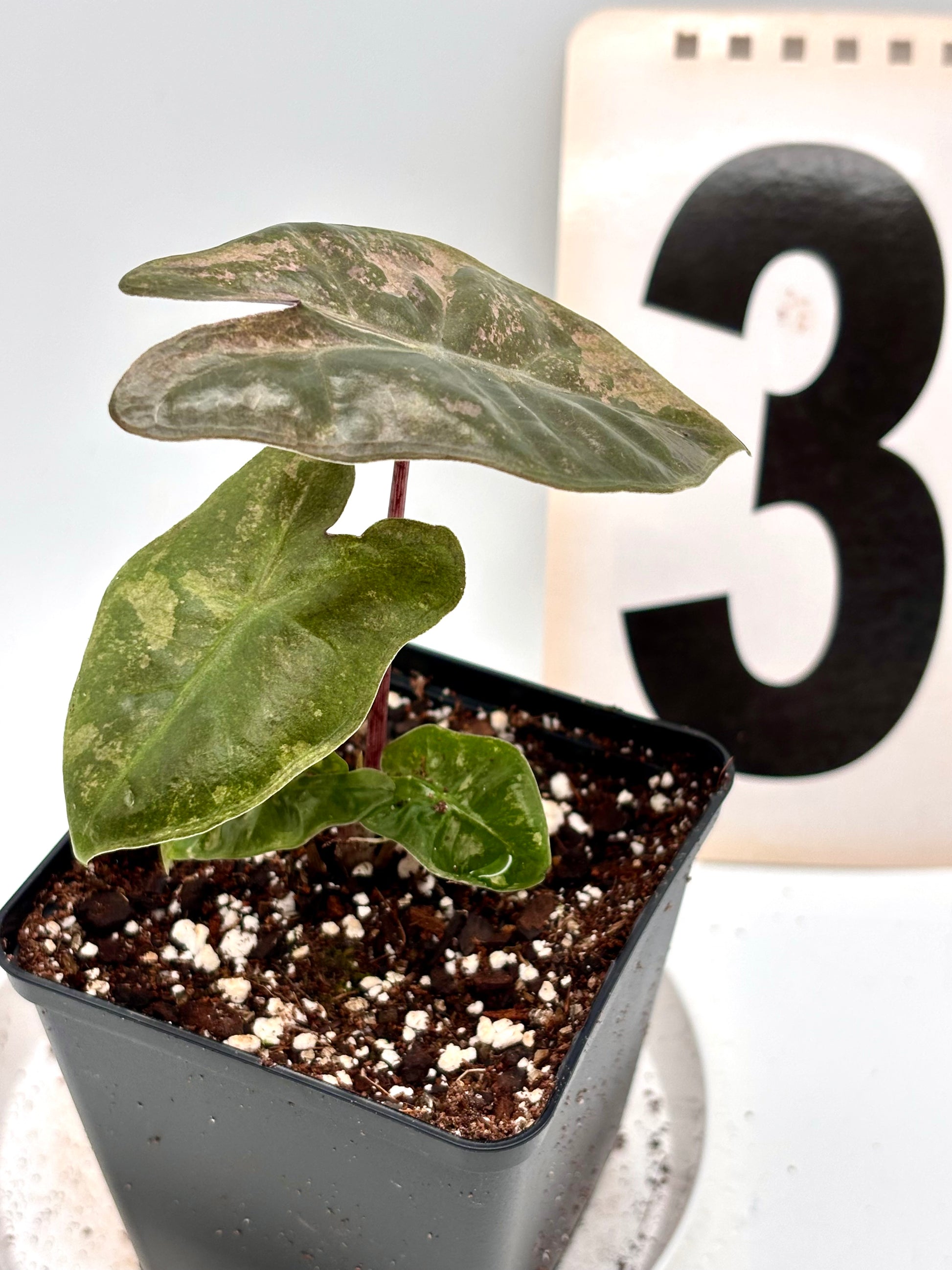 Alocasia Pseudo Sanderiana Pink Variegata