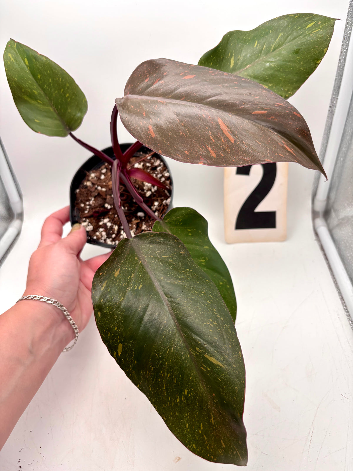 Philodendron Orange Princess von Exotic-Flowers mit orangefarbenen Blättern, Topfpflanze auf weißem Hintergrund