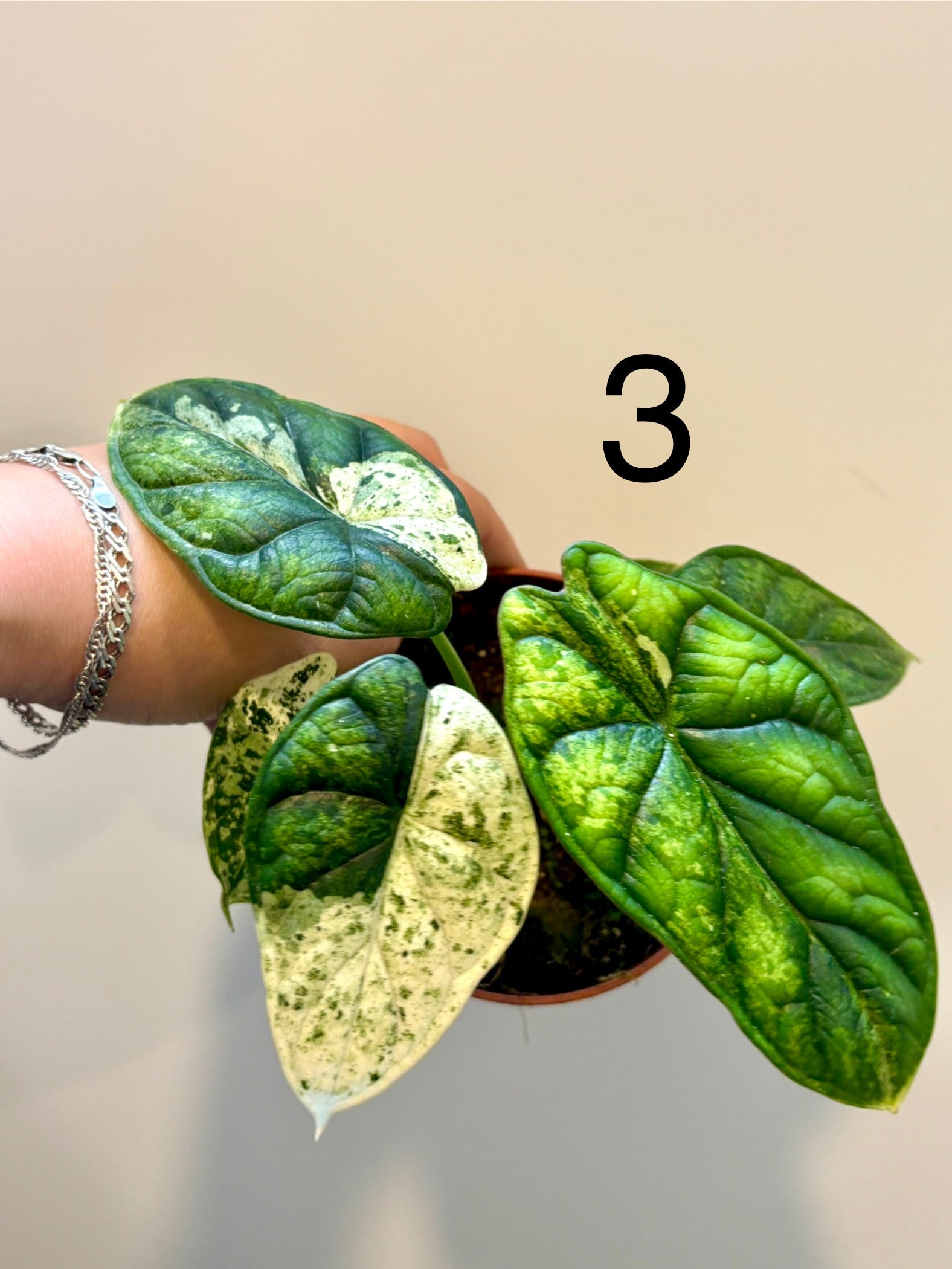 Special Deal - Alocasia Dragon Scale Mint