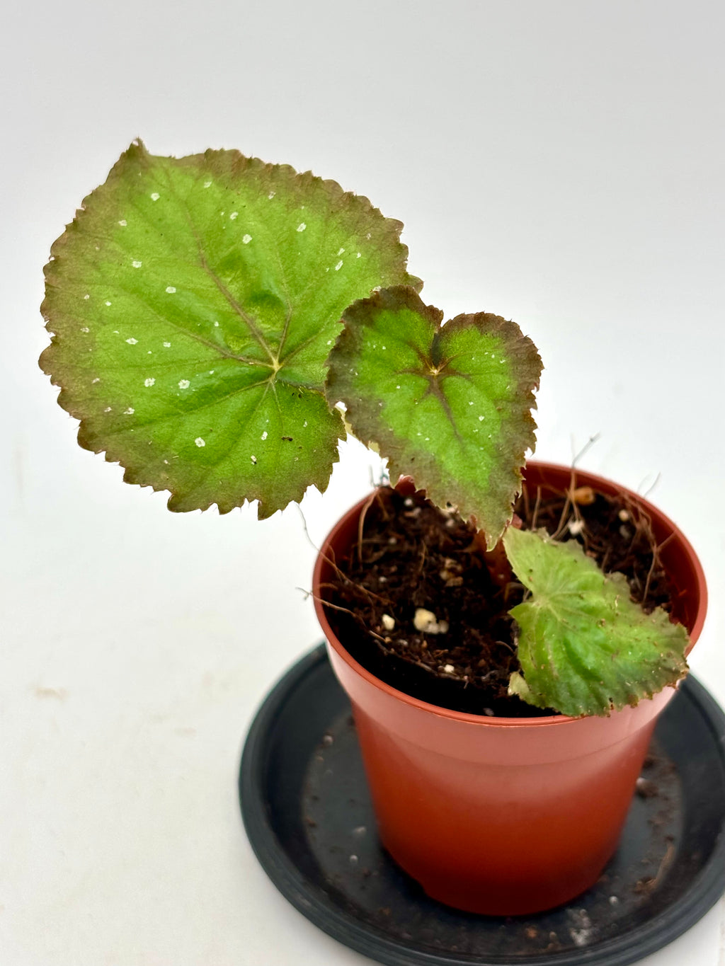 Begonia Carnival