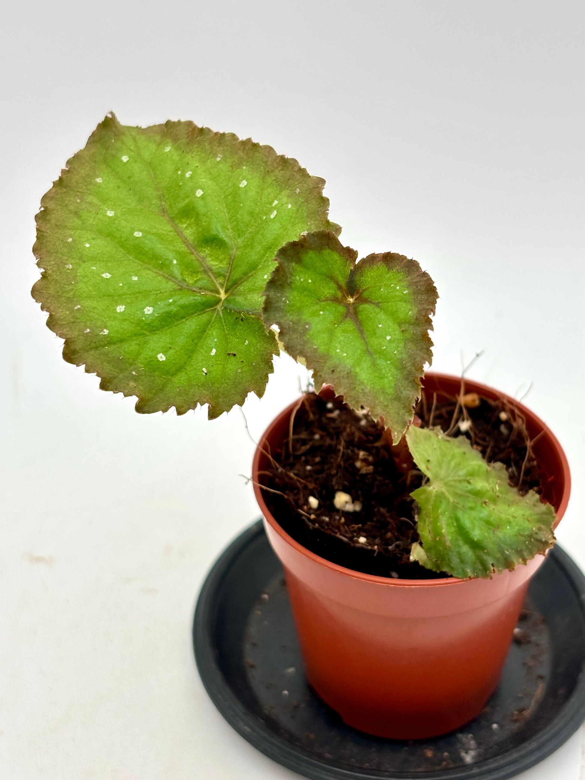 Begonia Carnival