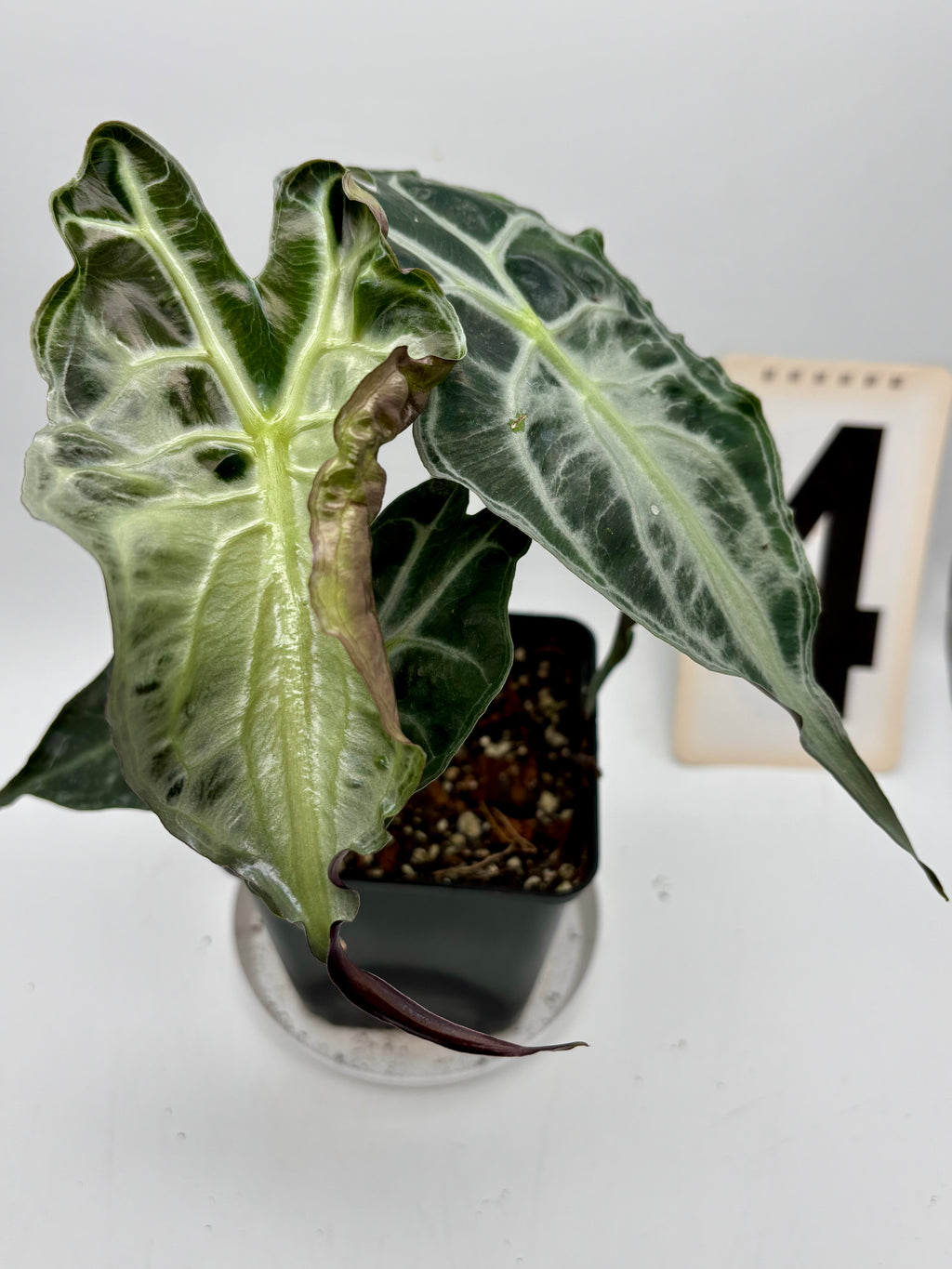 Alocasia Venom