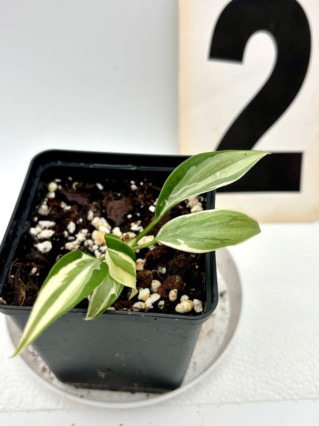 Philodendron Rio - Exotic-Flowers
