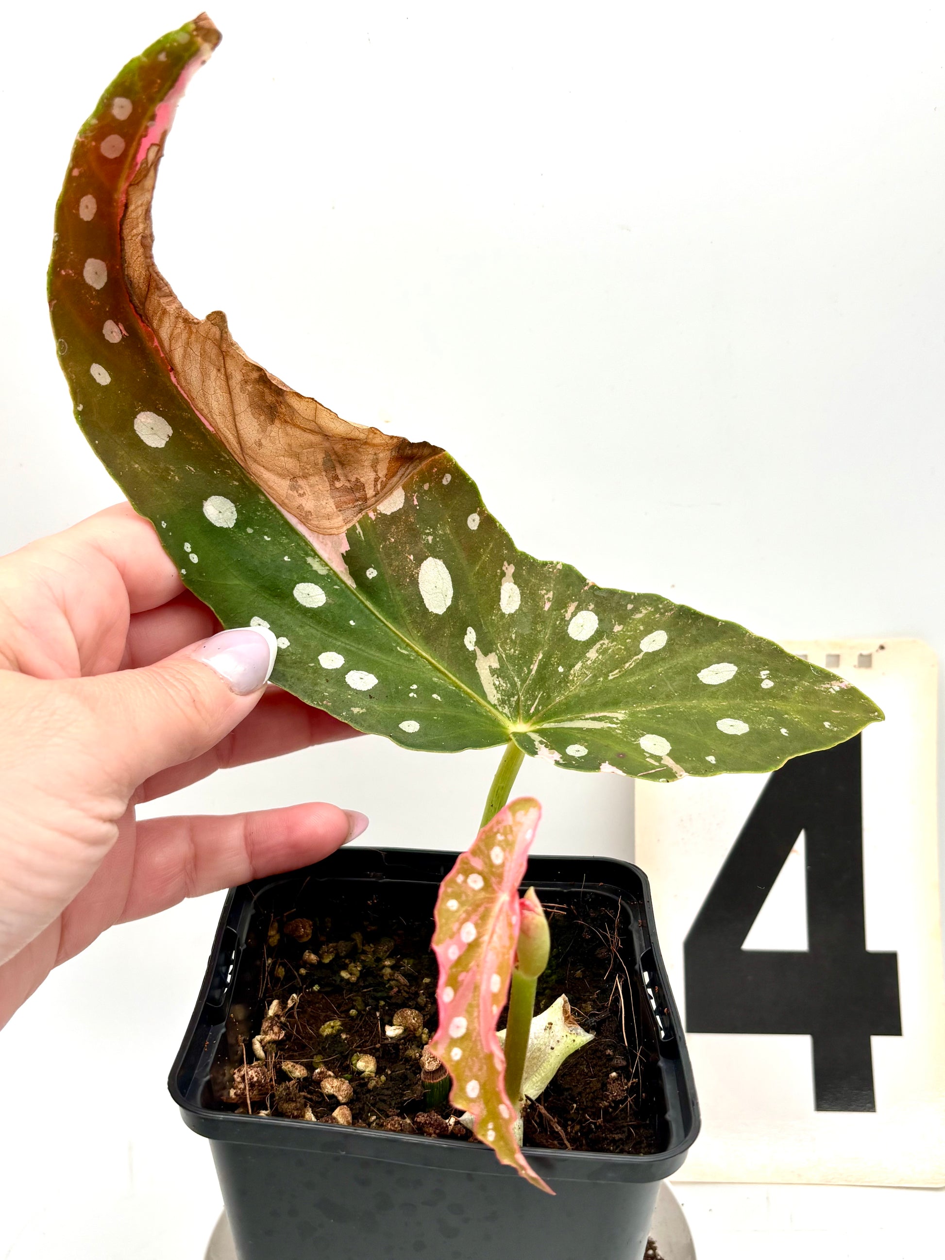 Begonia Maculata Pink Variegata