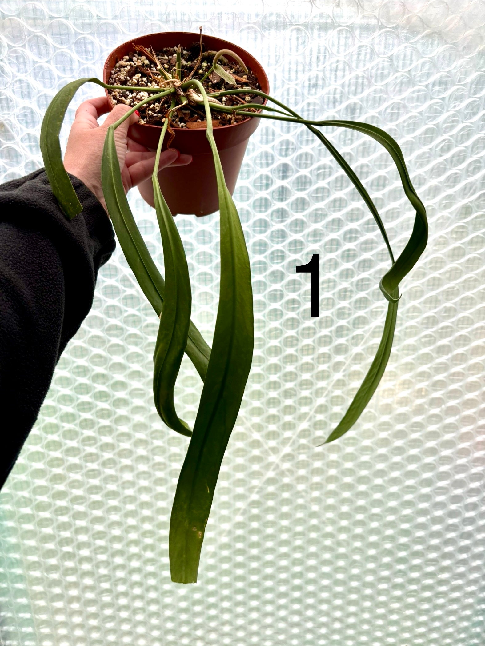 Anthurium Vittarifolium Pflanze von Exotic-Flowers mit grünen, herzförmigen Blättern und roten Blüten.