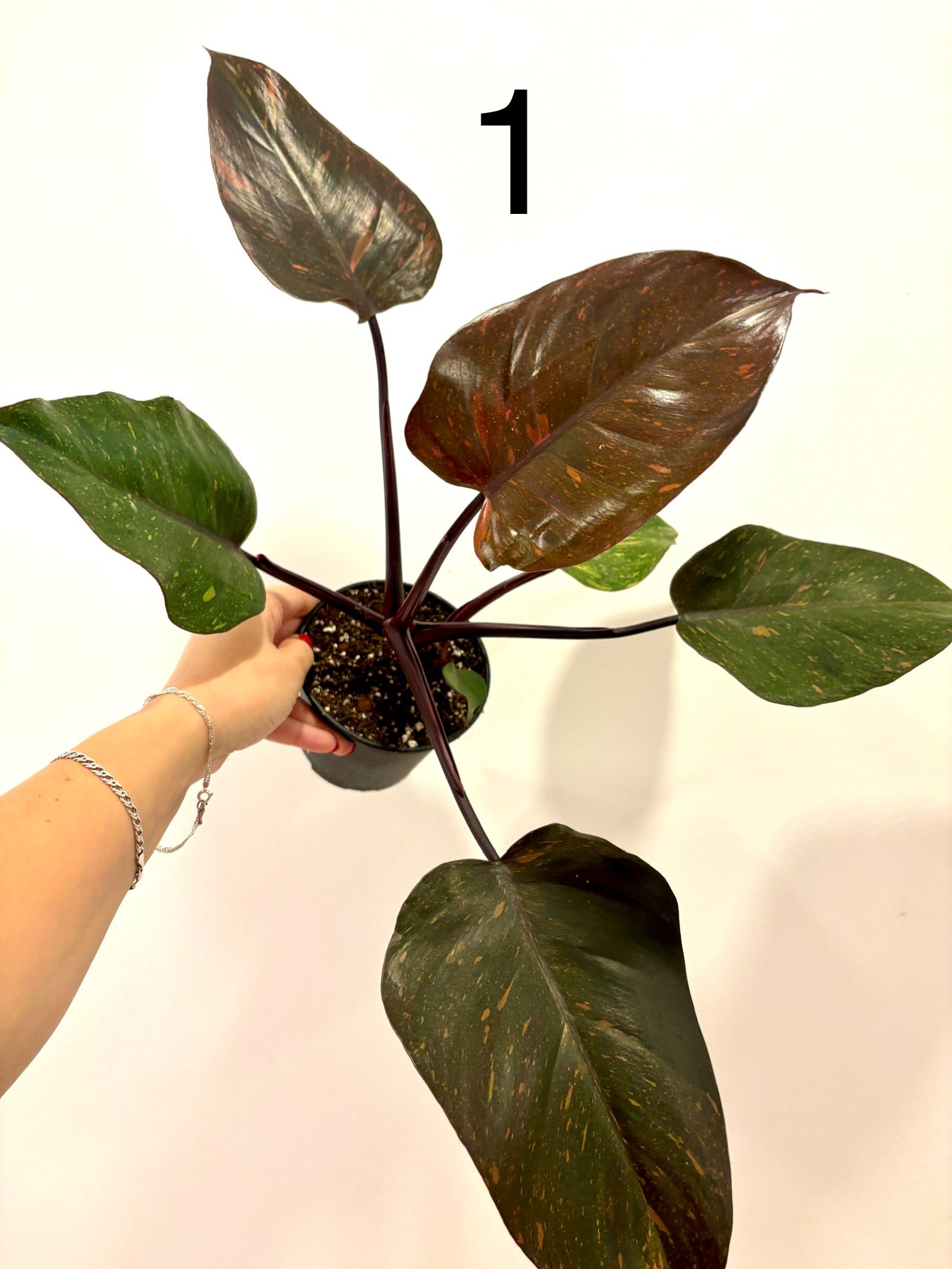 Philodendron Orange Princess