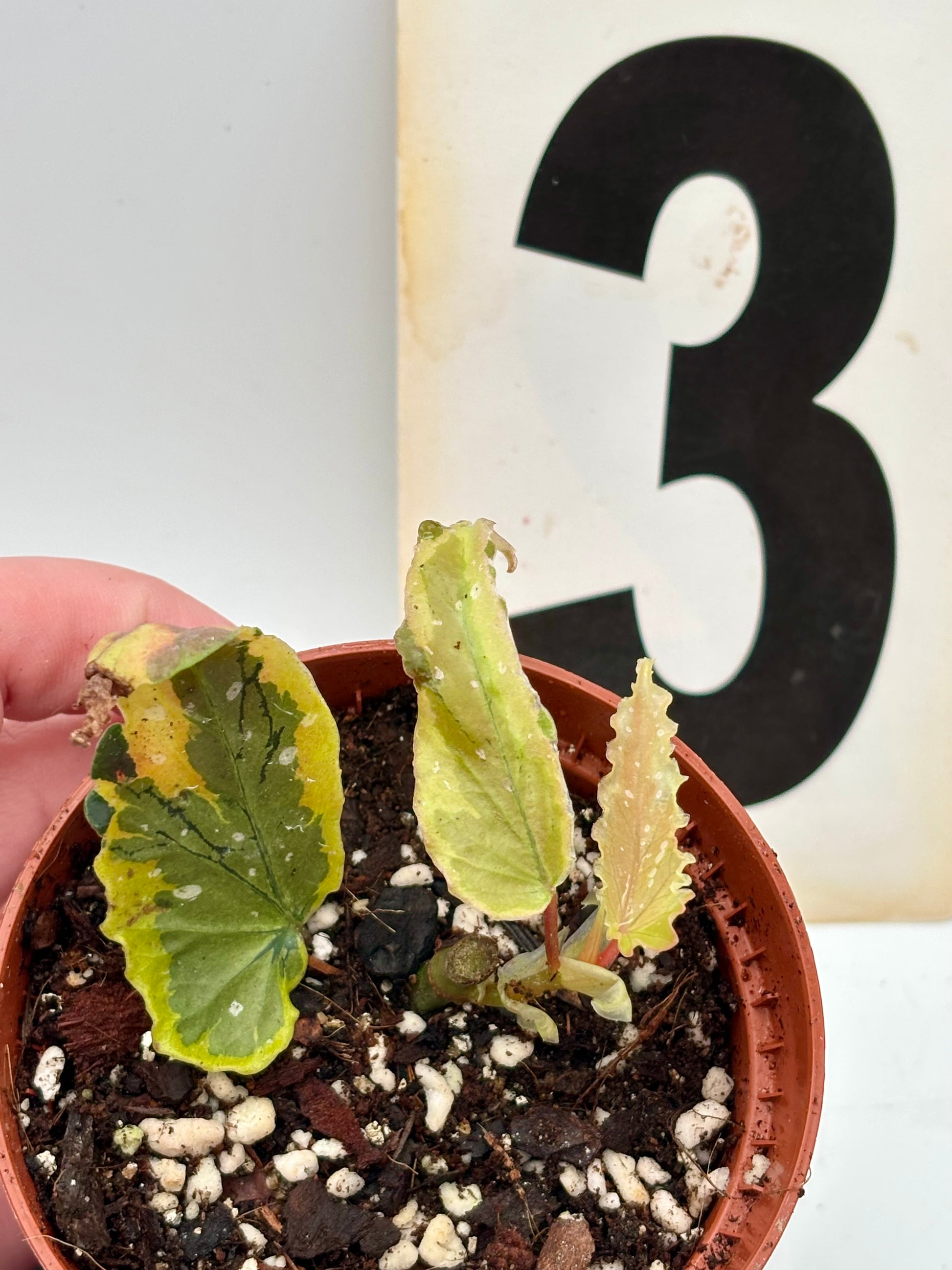 Begonia Dainty Spray Sport Variegata