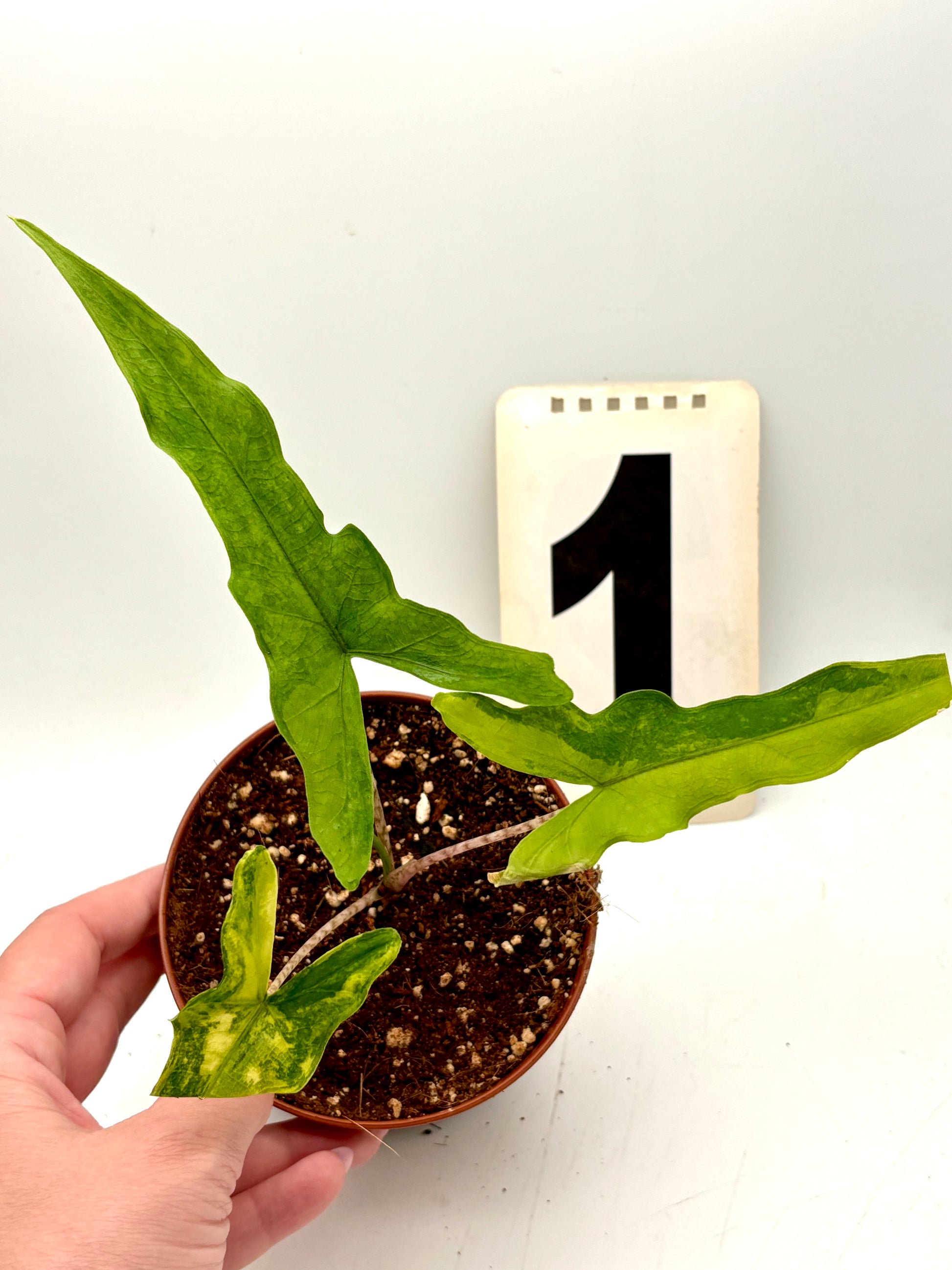 Alocasia Sabrina Variegata