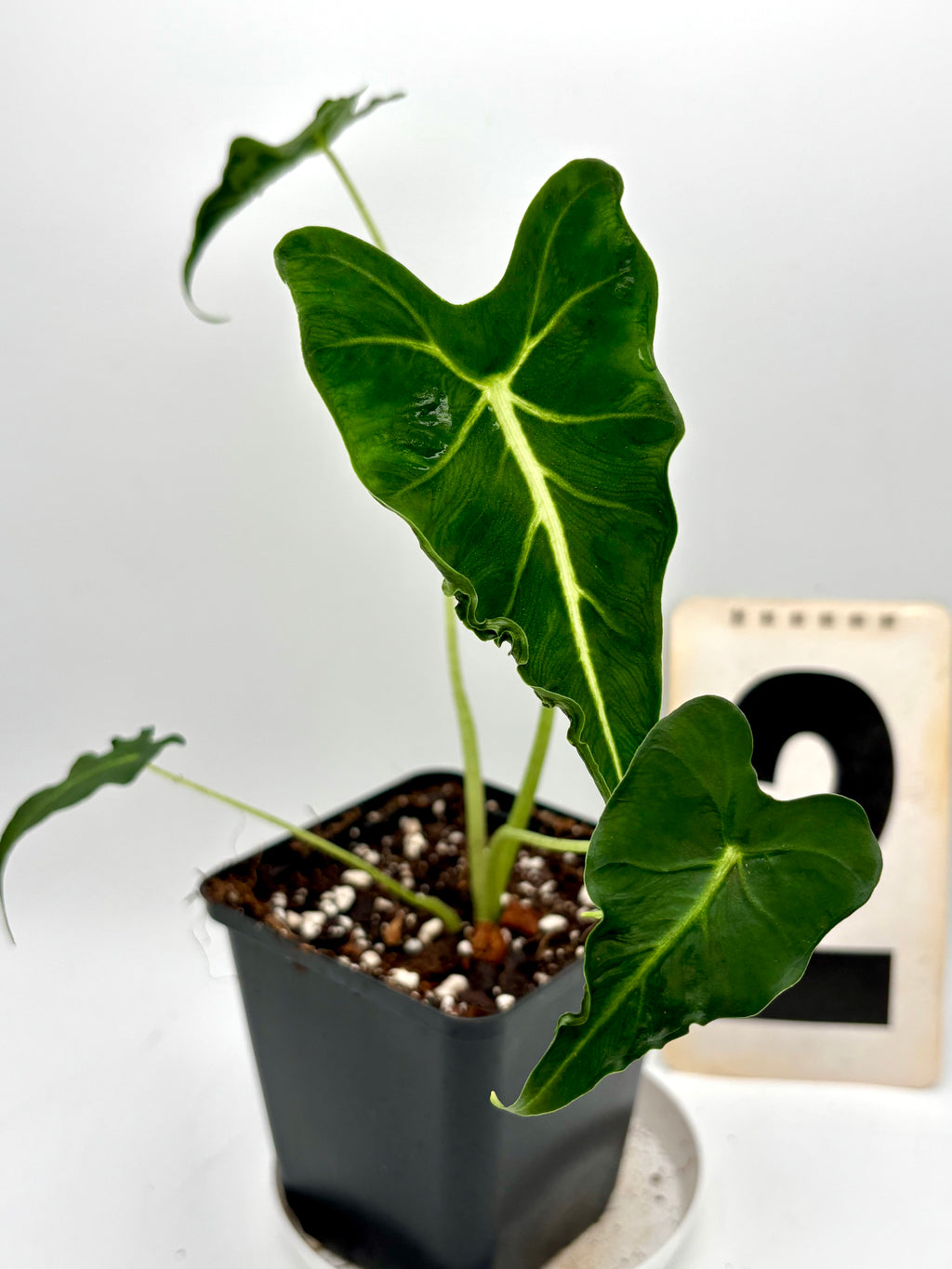 Alocasia Frydek Tattoo / Emerald Tide - Exotic-Flowers