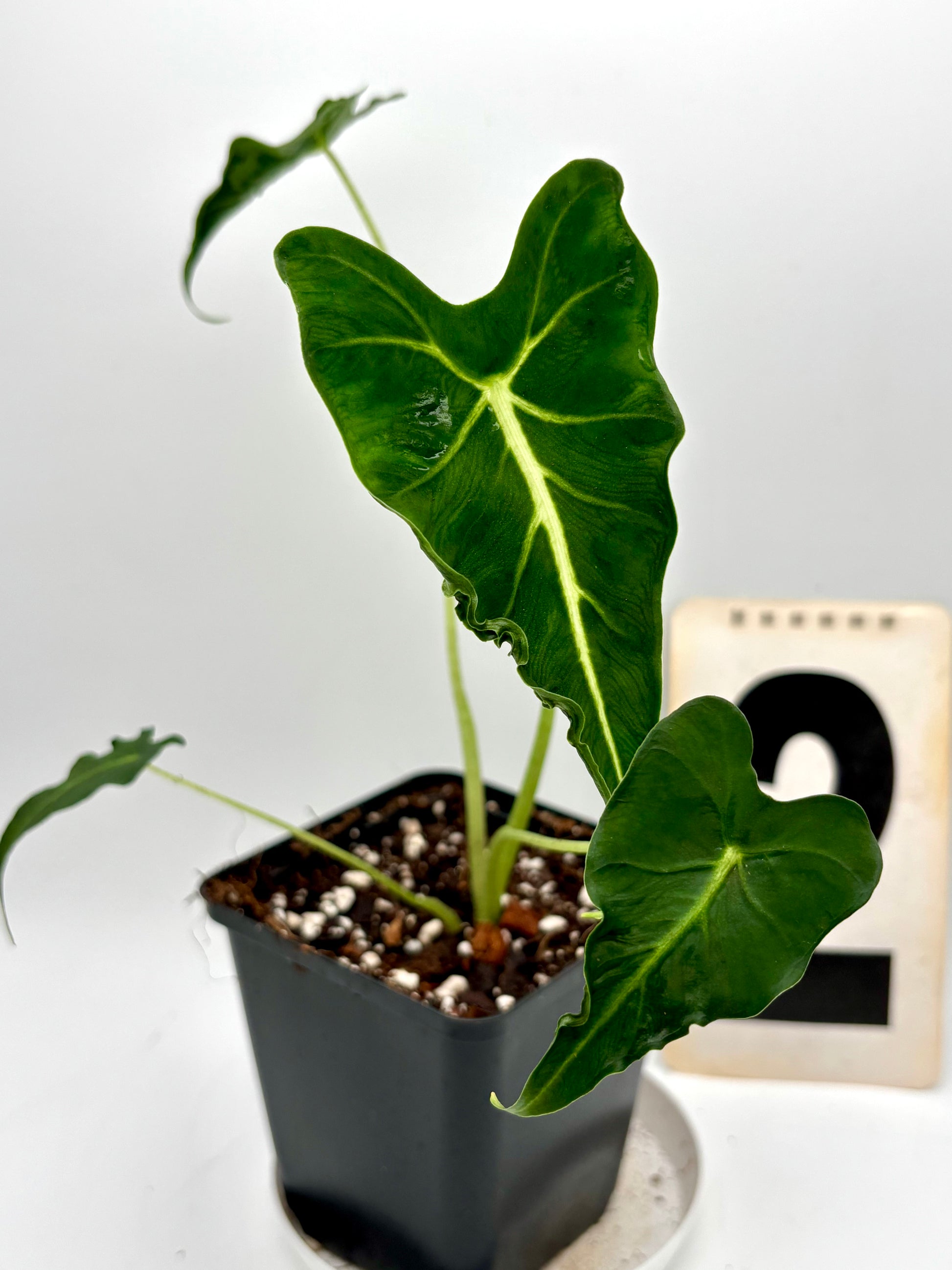 Alocasia Frydek Tattoo / Emerald Tide - Exotic-Flowers