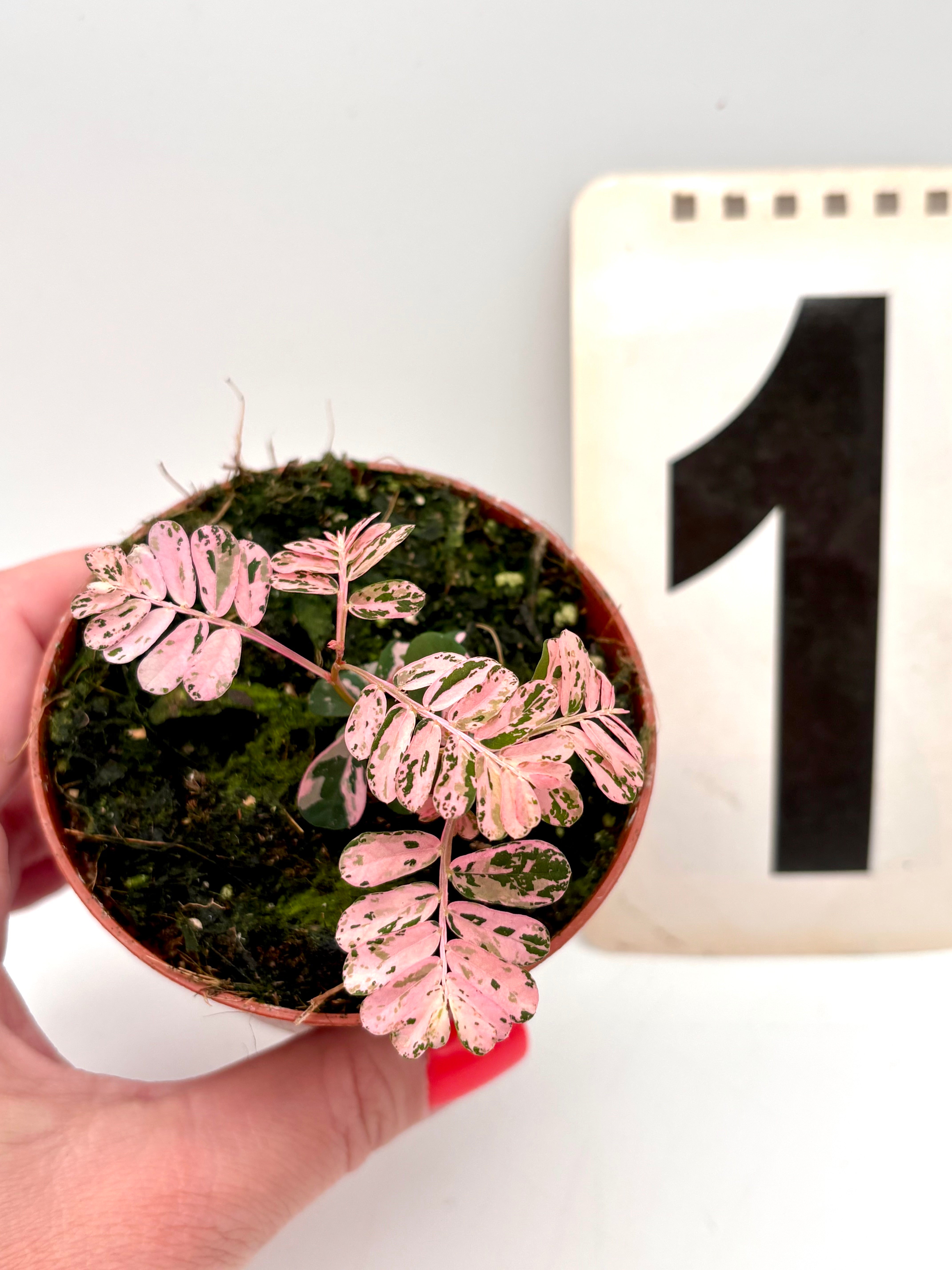 c*n様 1 Phyllanthus urinaria Variegate Phyllanthus Urinaria Pink Variegata – Exotic-Flowers