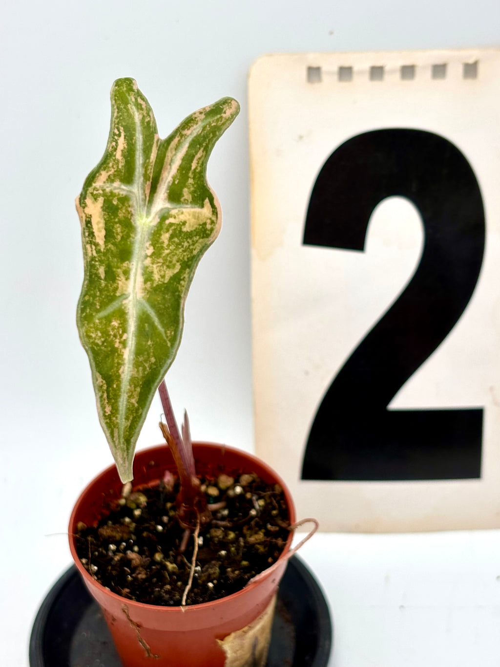 Alocasia Nobilis Aurea Variegata