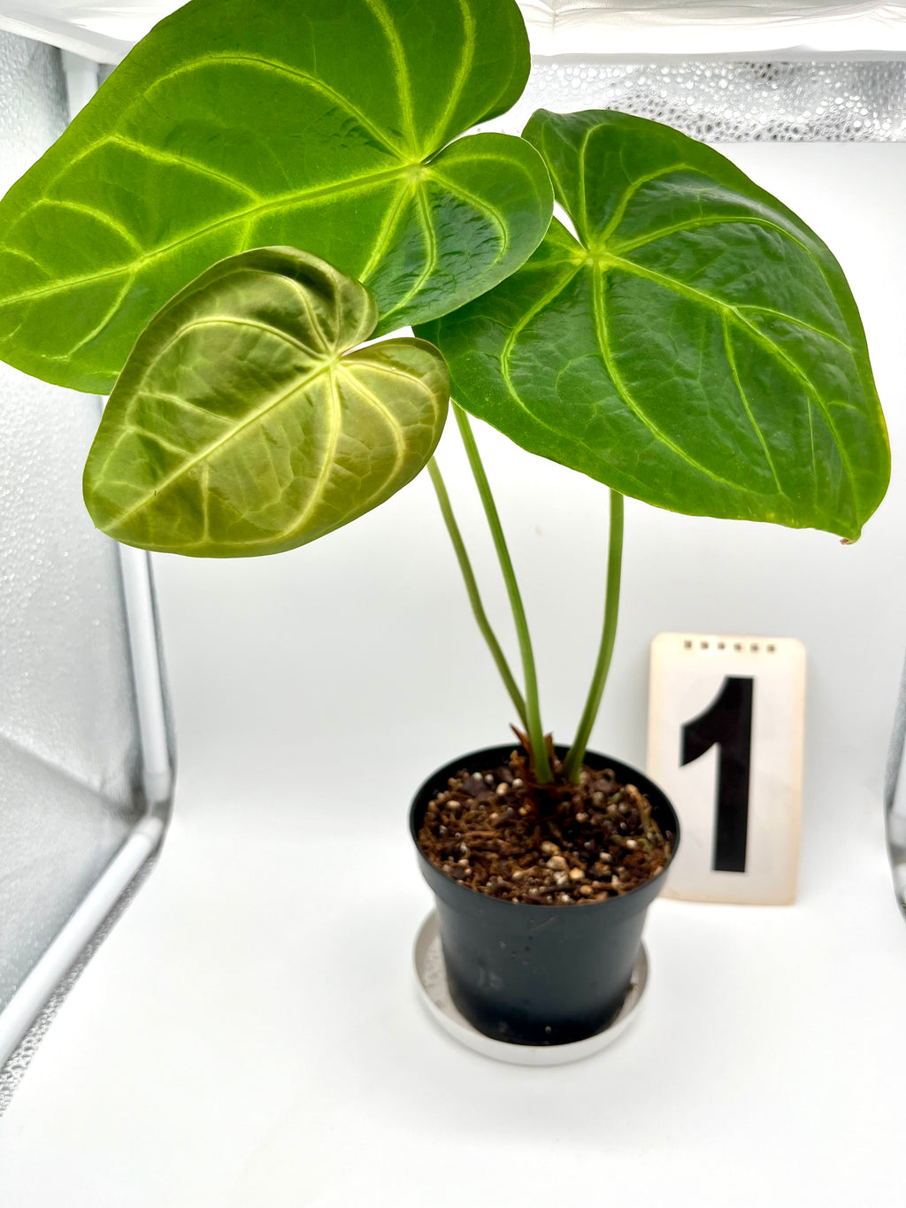 Anthurium Papillilaminum x Magnificum