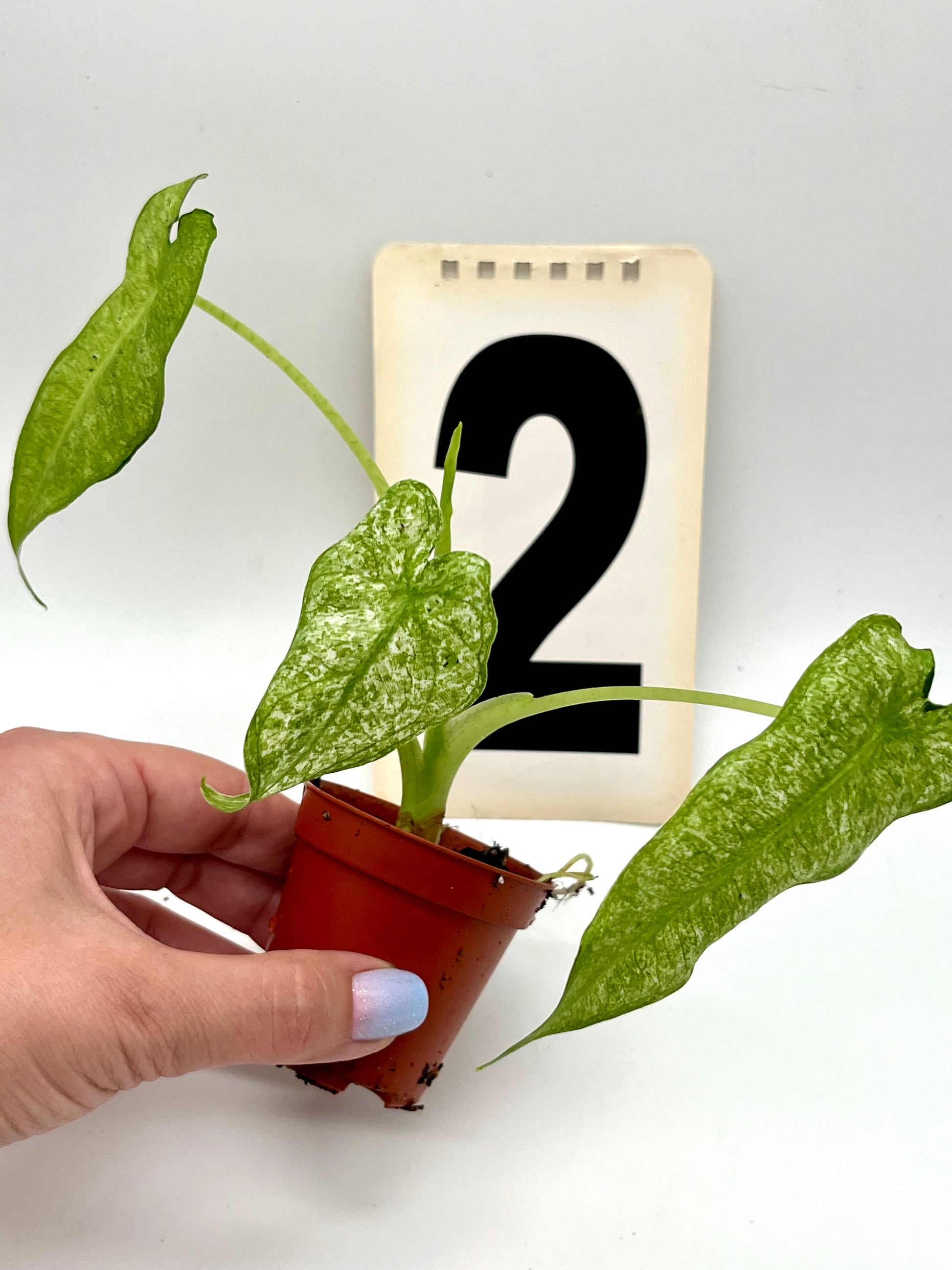 Alocasia Frydek Mint