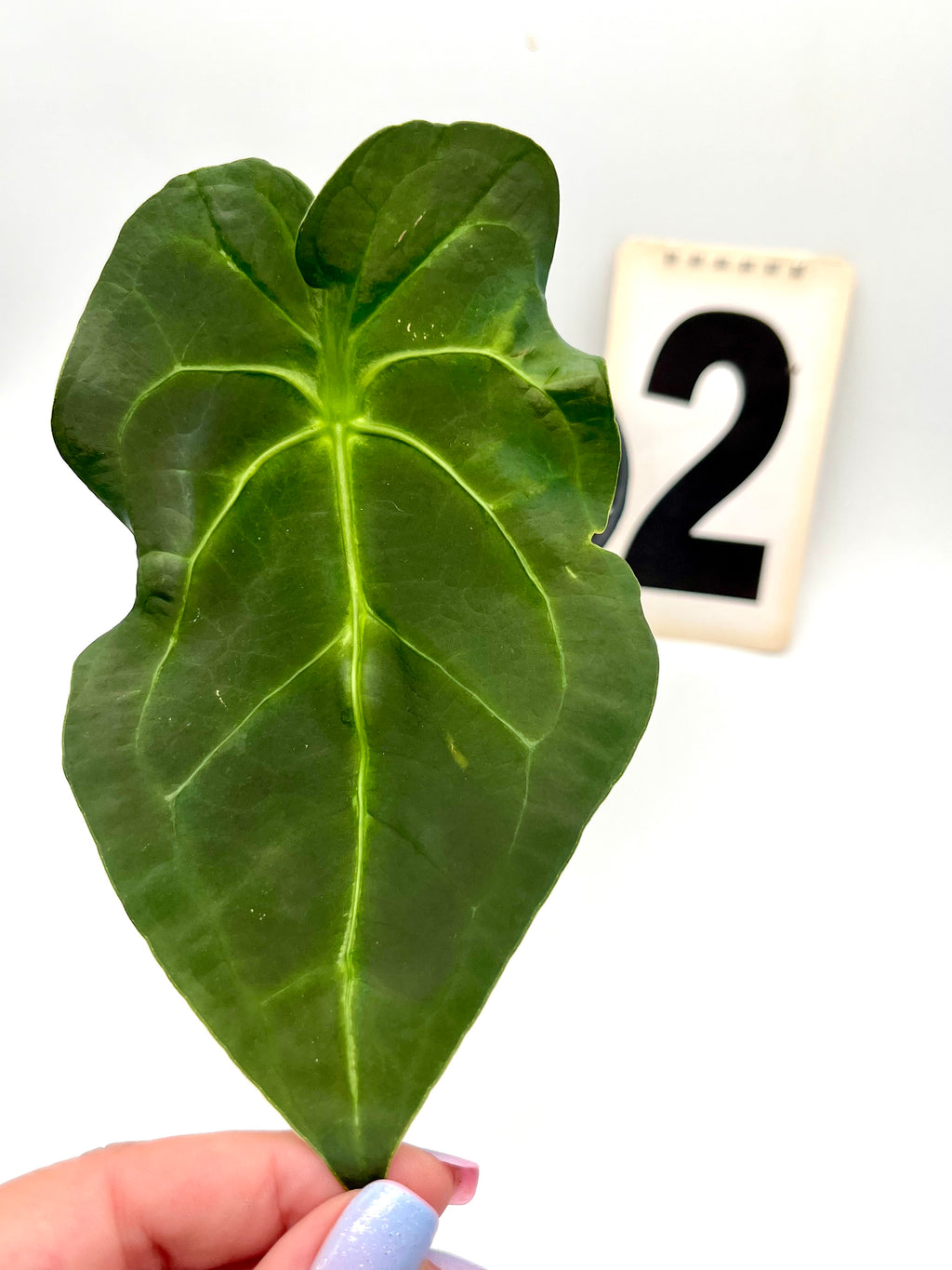 Anthurium Forgetii x Regale