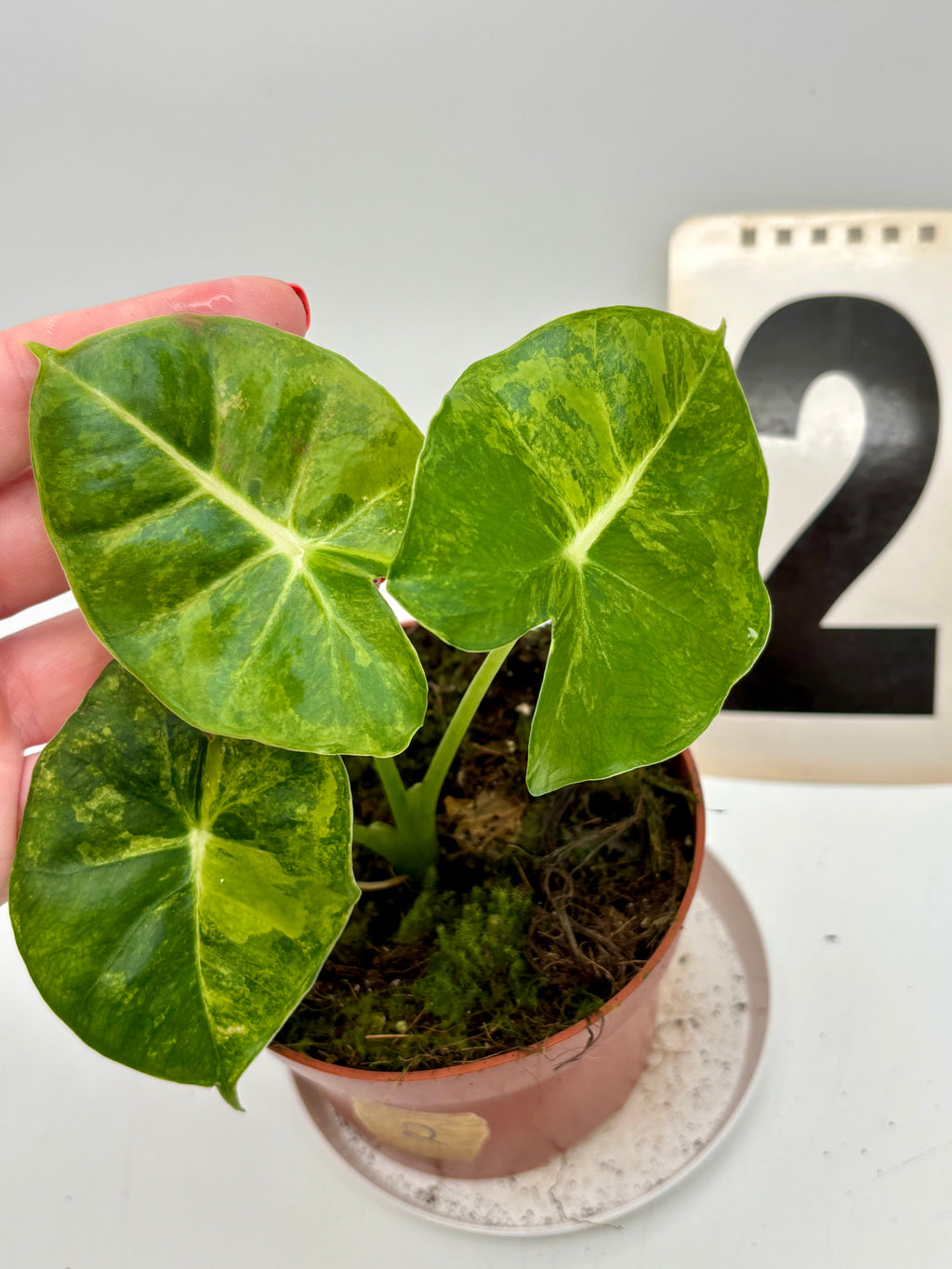 Alocasia London Eye Variegata