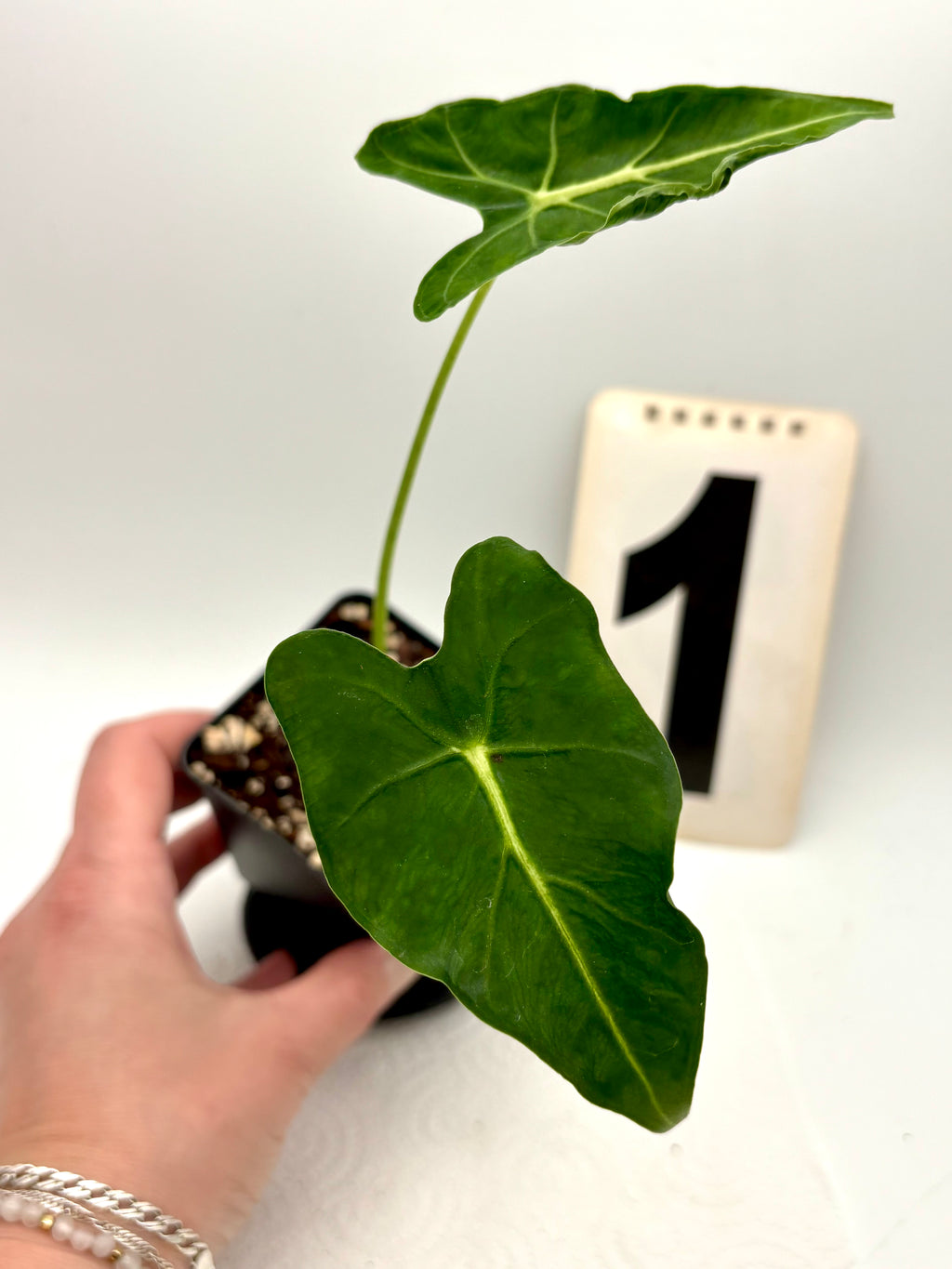 Alocasia Frydek Tattoo / Emerald Tide