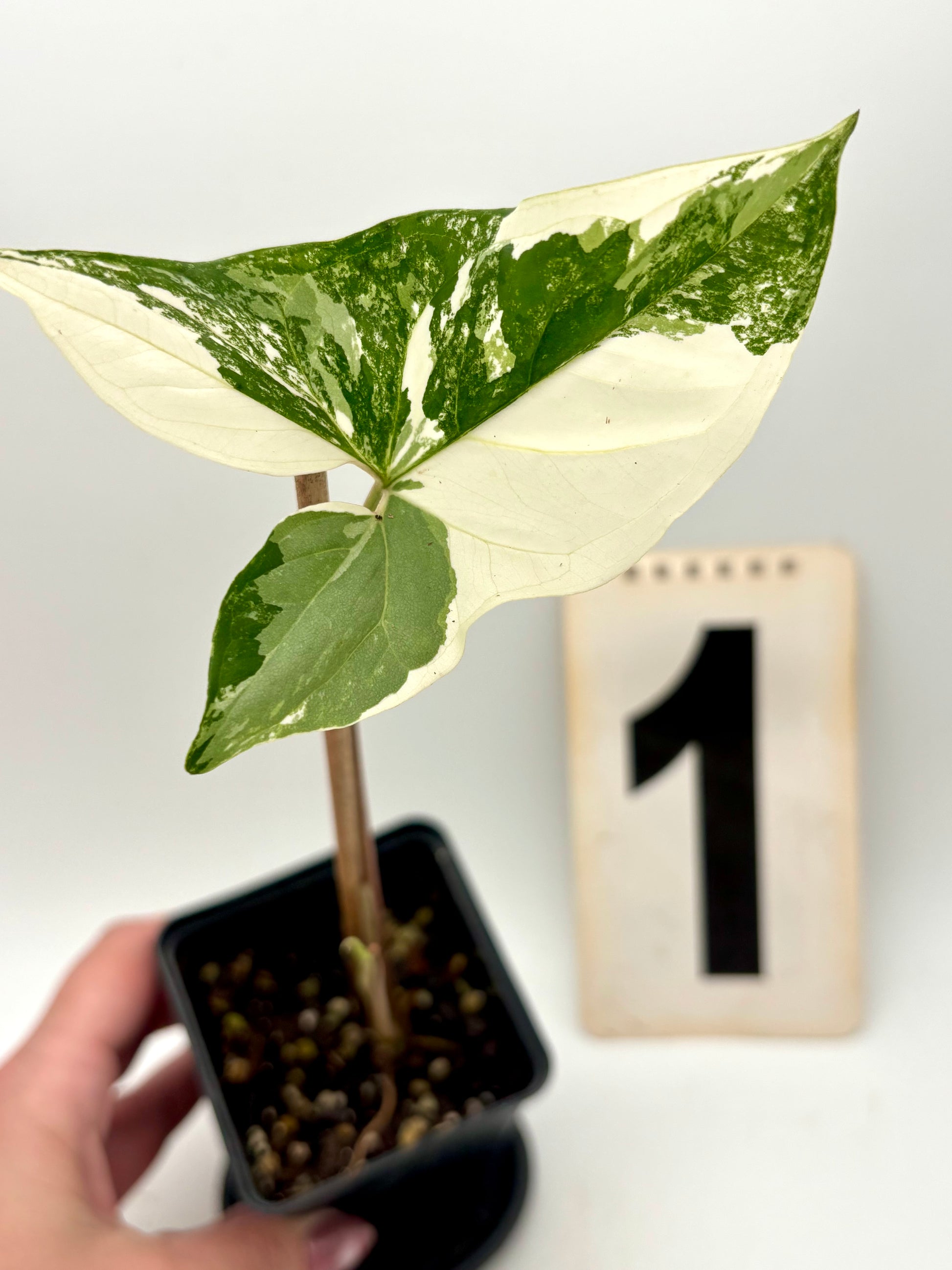 Syngonium Albo Variegata Pflanze mit grünen und weißen Blättern, Exotic-Flowers, Nahaufnahme der blühenden Zimmerpflanze