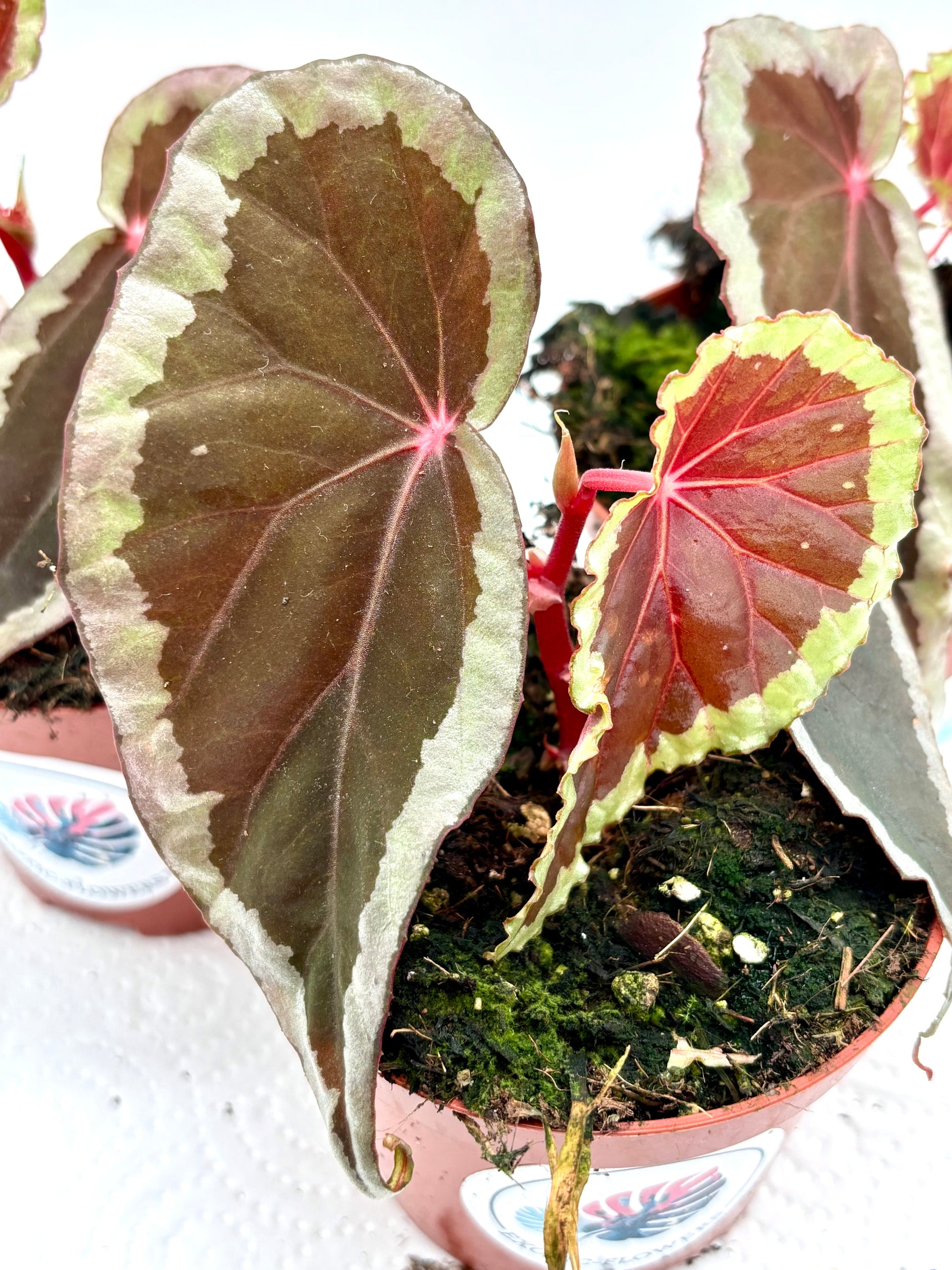 Begonie Baramensis von Exotic-Flowers, grüne Blätter und zarte Blüten auf einem Pflanzenbild.