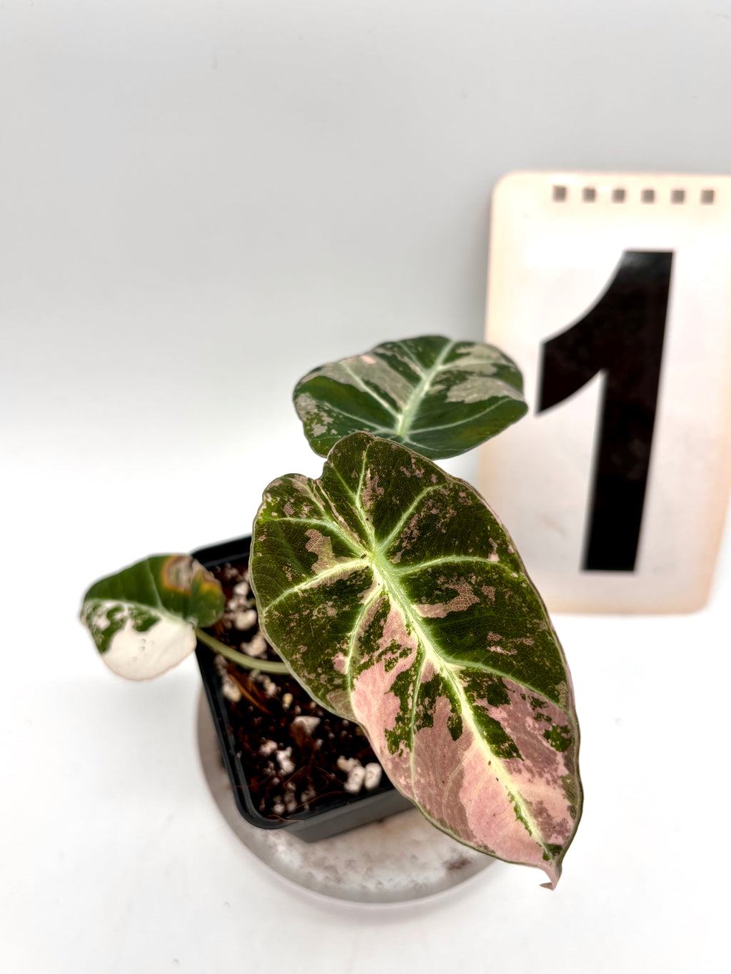 Alocasia Black Velvet Variegata