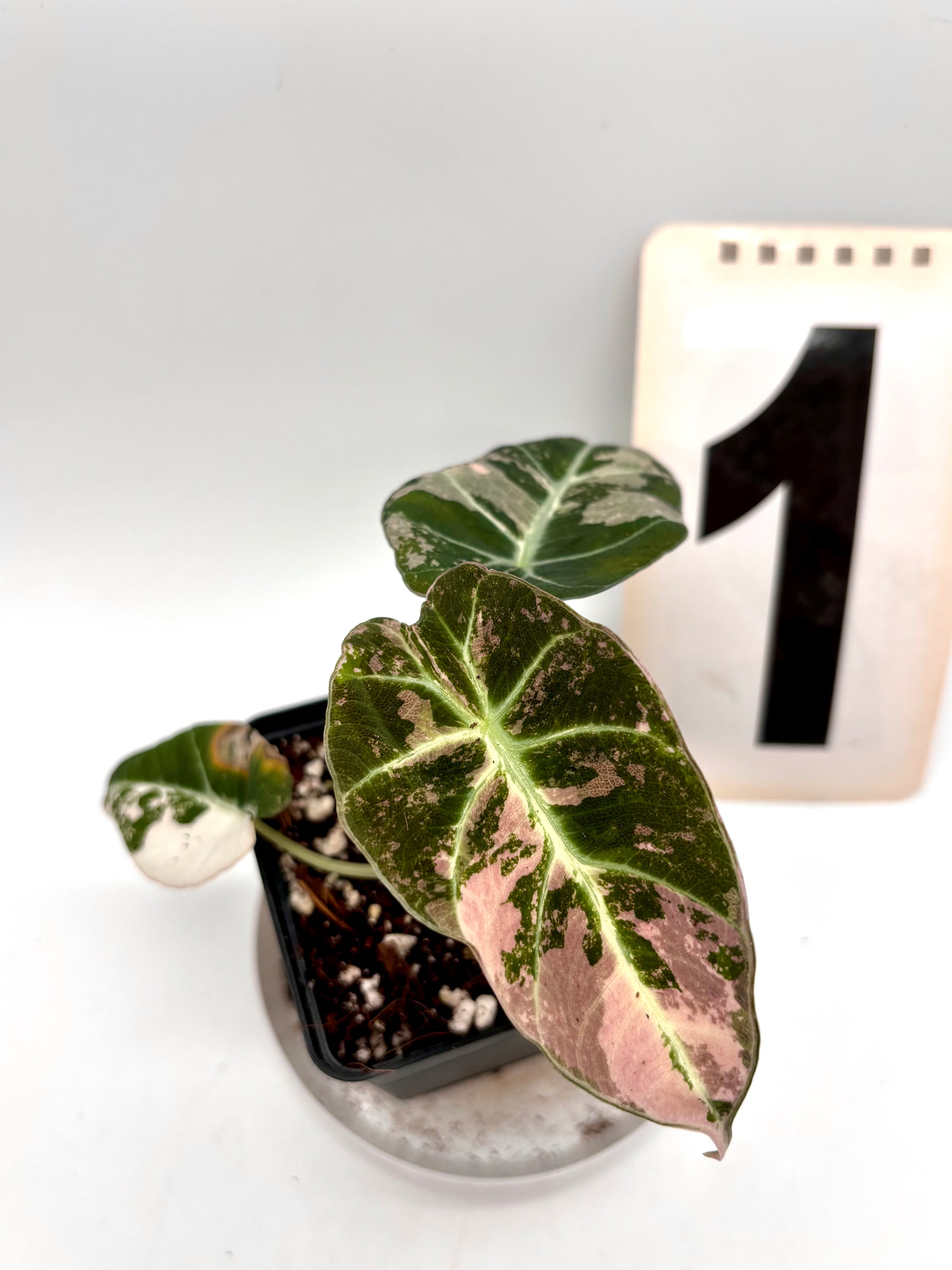 Alocasia Black Velvet Variegata