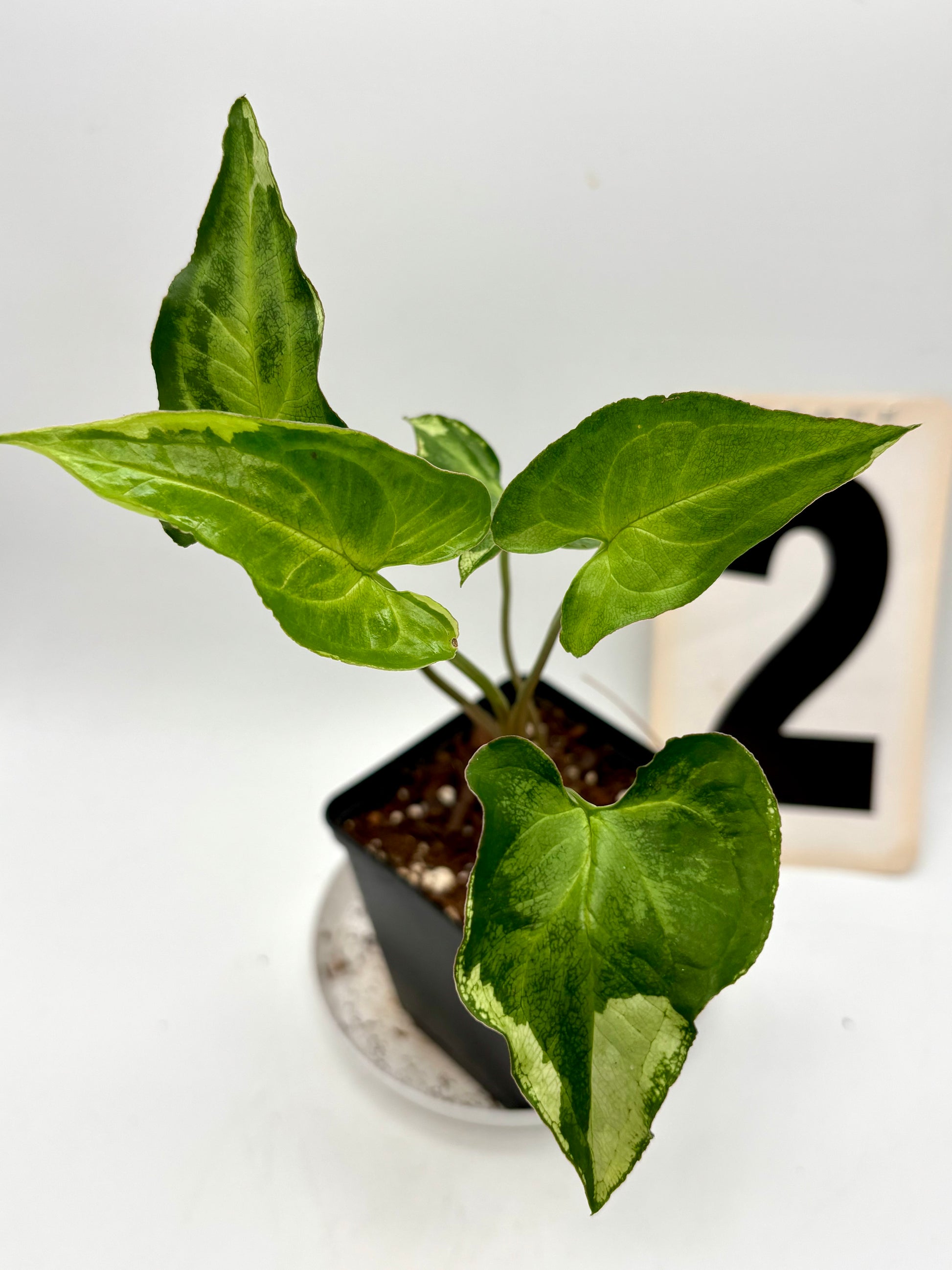 Syngonium Three Kings