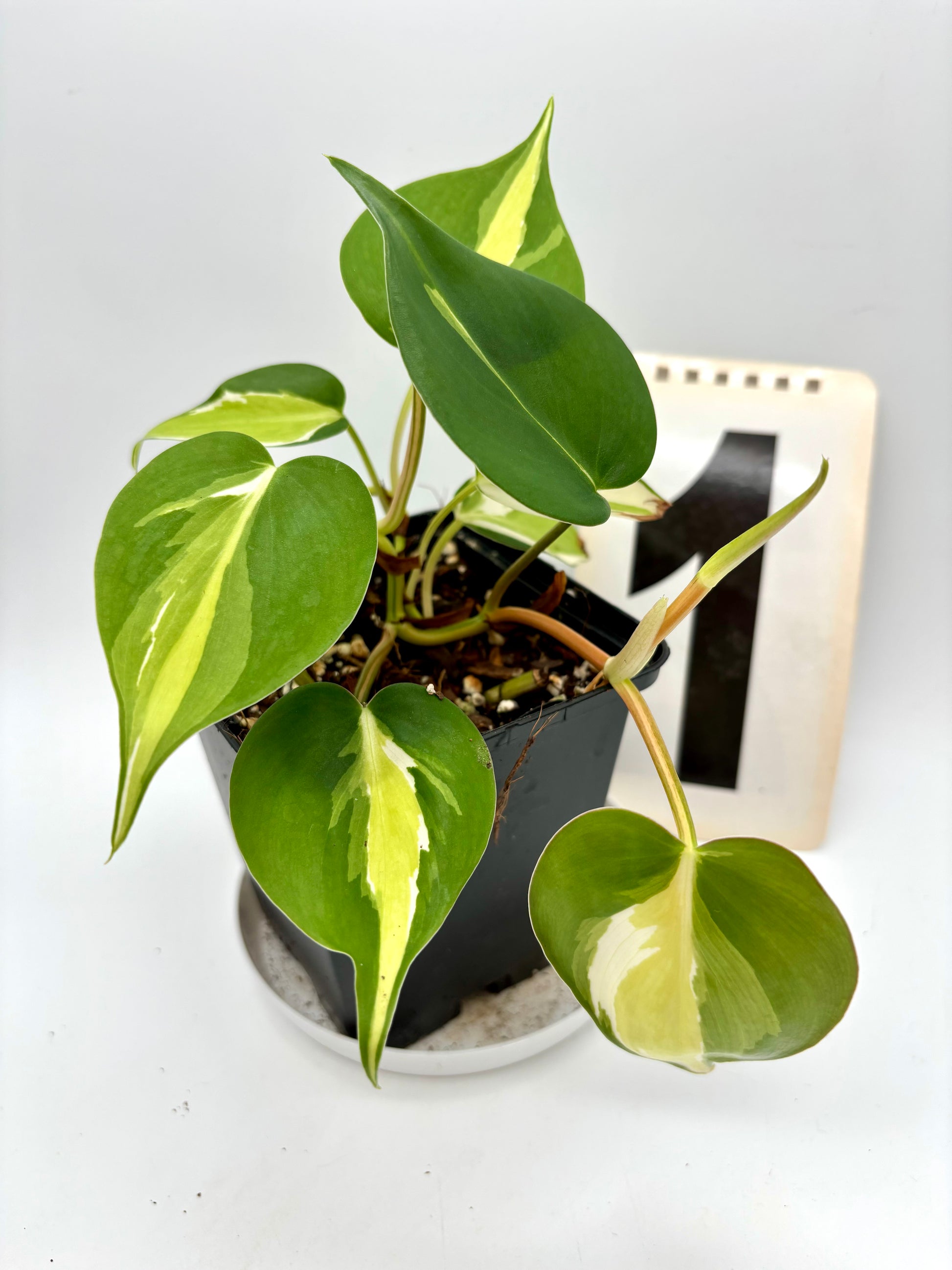 Philodendron Cream Splash