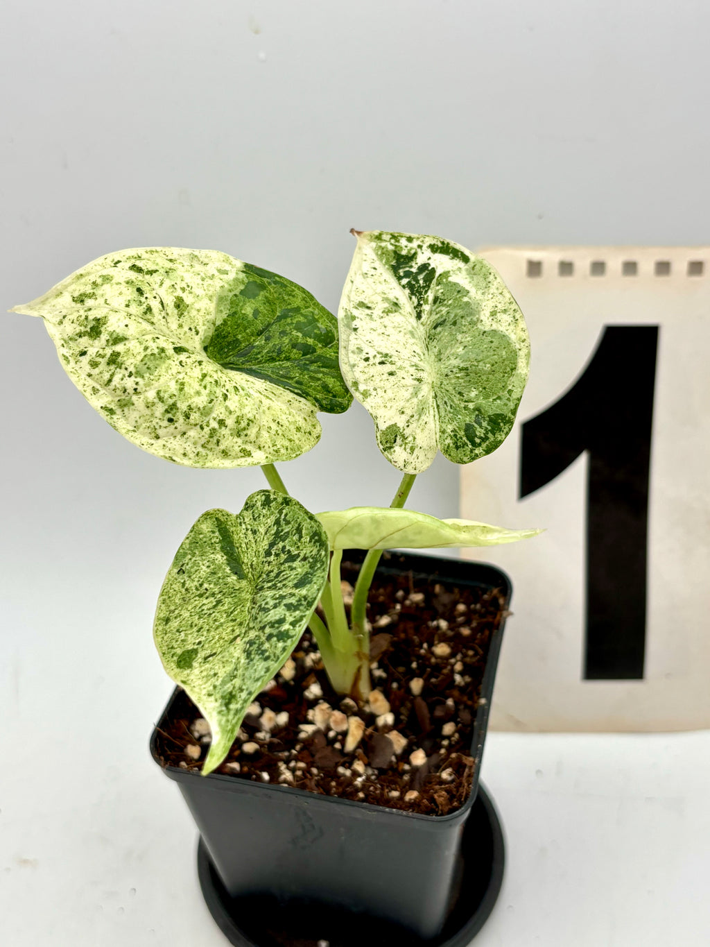Alocasia Dragon Scale Mint