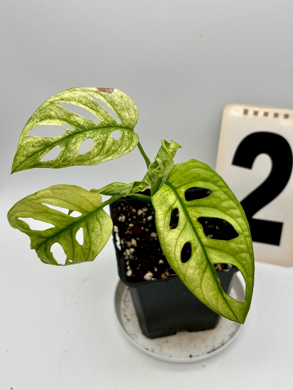 Monstera Adansonii Variegata