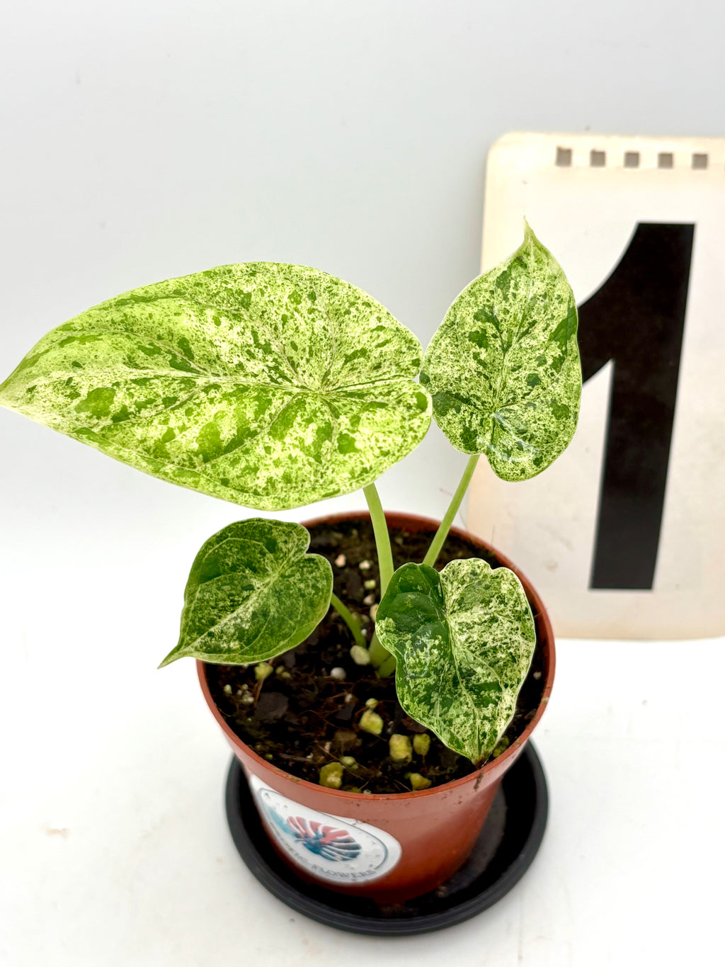 Alocasia Dragon Scale Mint Pflanze mit auffällig gemusterten, grünen Blättern, exotische Zimmerpflanze von Exotic-Flowers