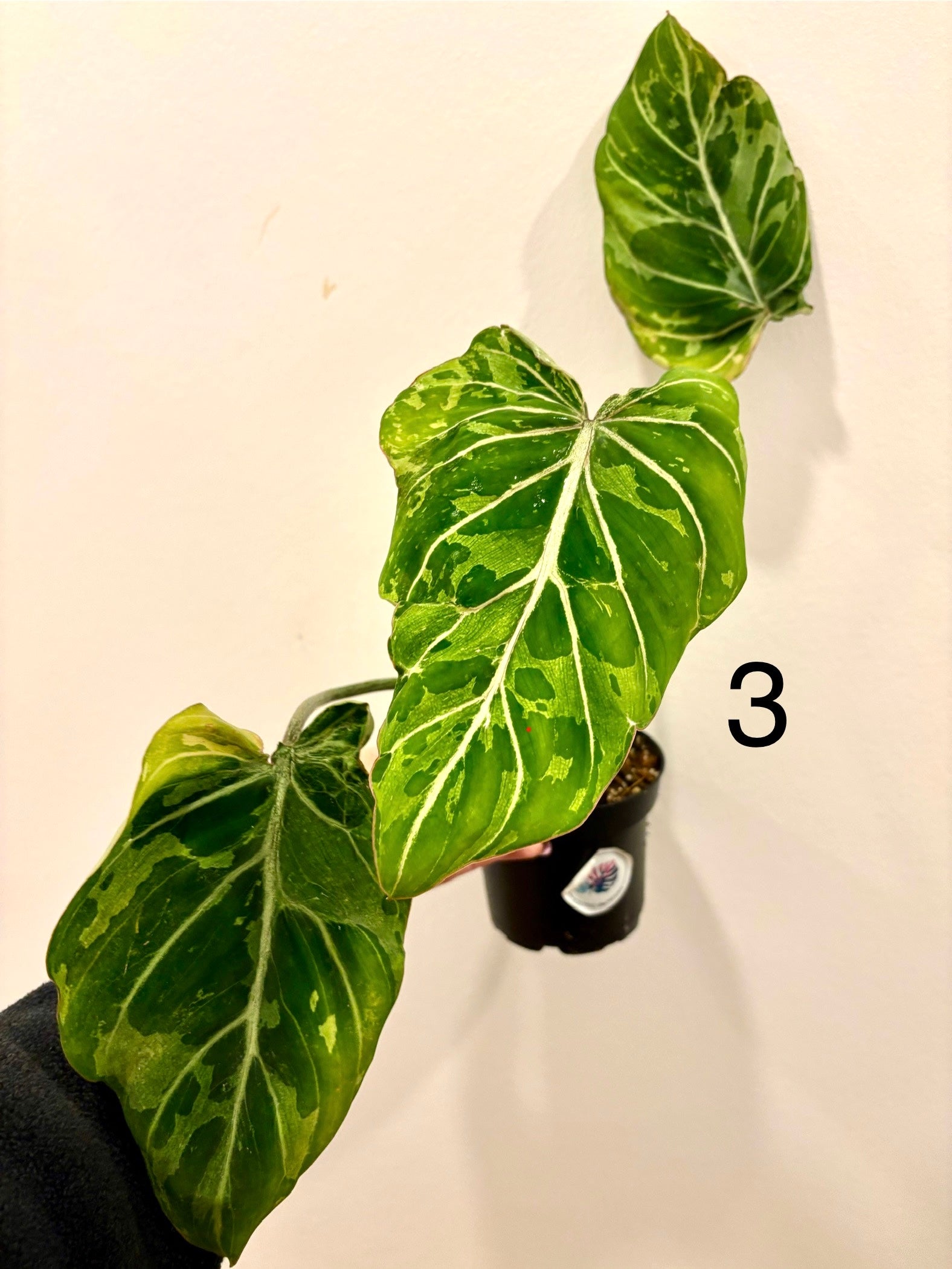 Philodendron Gloriosum Variegata / Snow Leopard