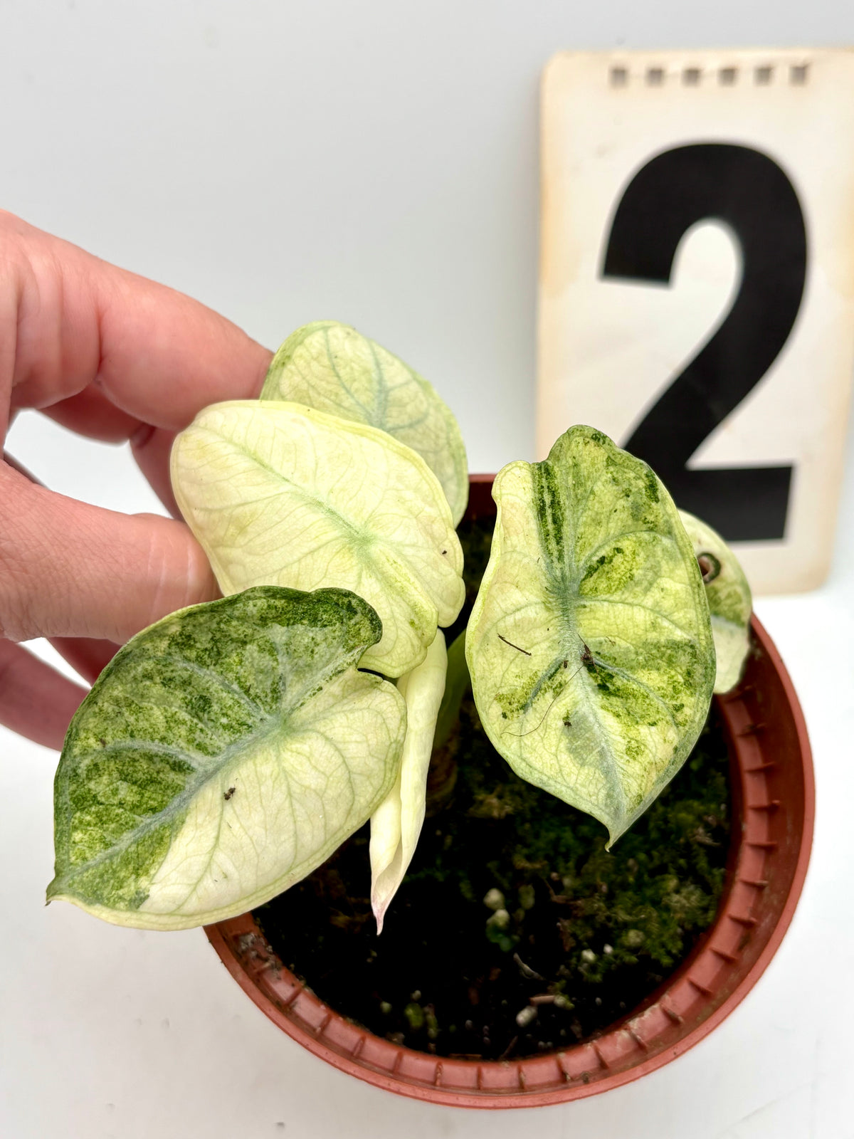 Alocasia Ninja Tricolor Variegata Pflanze mit grünen, weißen und rosa-blauen Blättern, lebendige Blattmuster, exotische Zimmerpflanze
