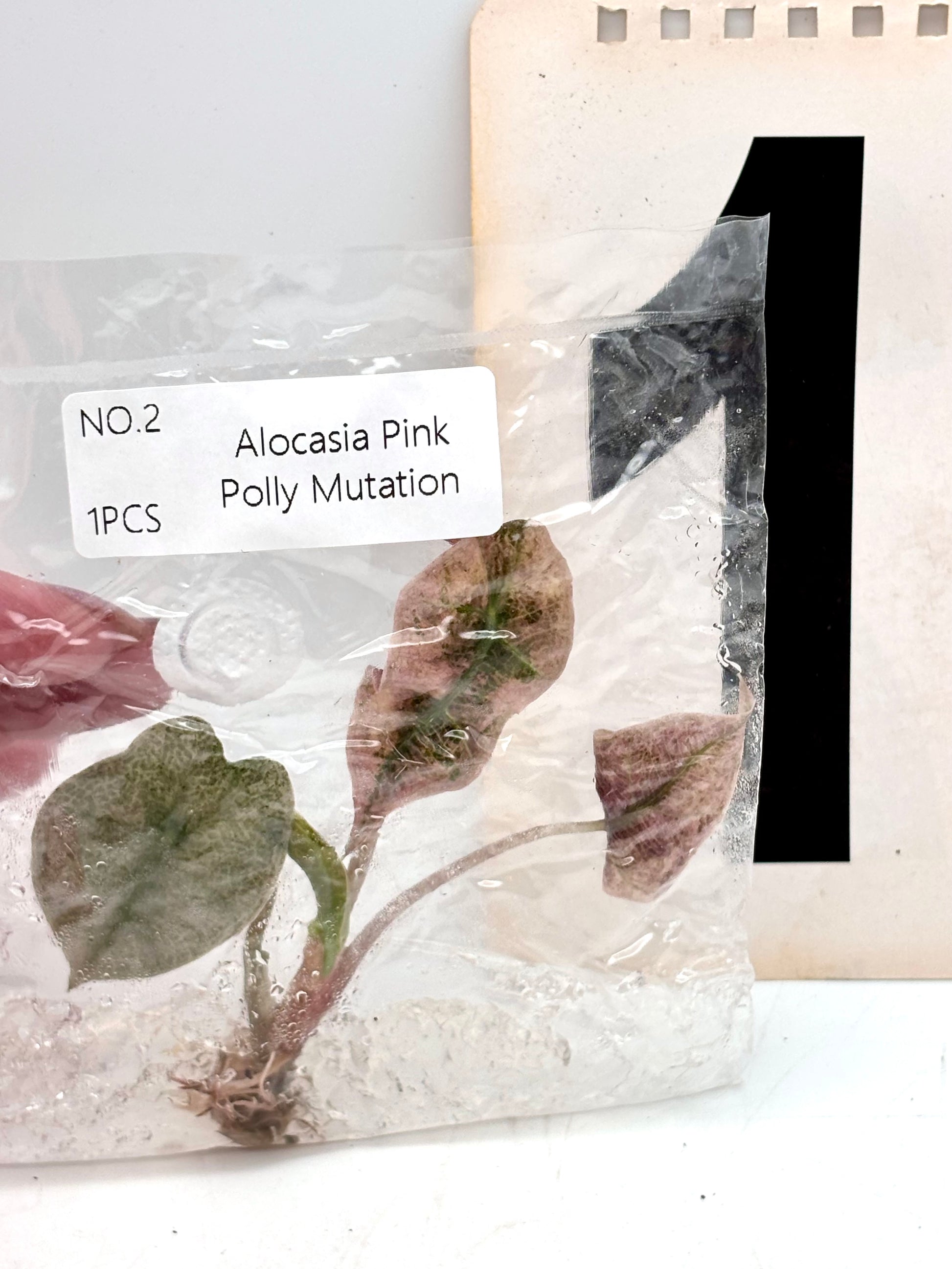 TC - Alocasia Polly Pink Mutation