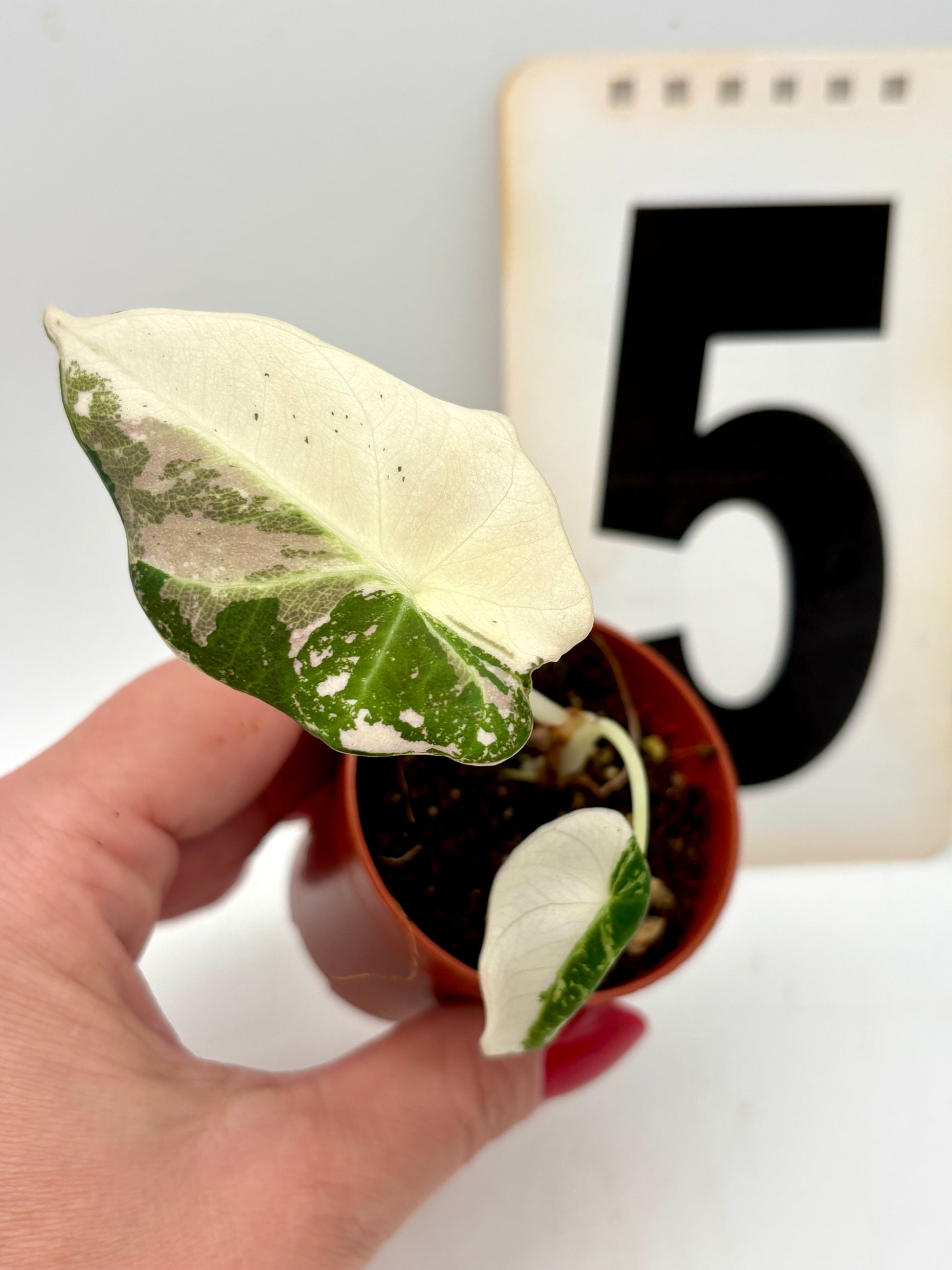 Schwarze Alocasia Black Velvet Variegata mit großen, dunkelgrünen Blättern und silbrigen Variegationsmustern, von Exotic-Flowers