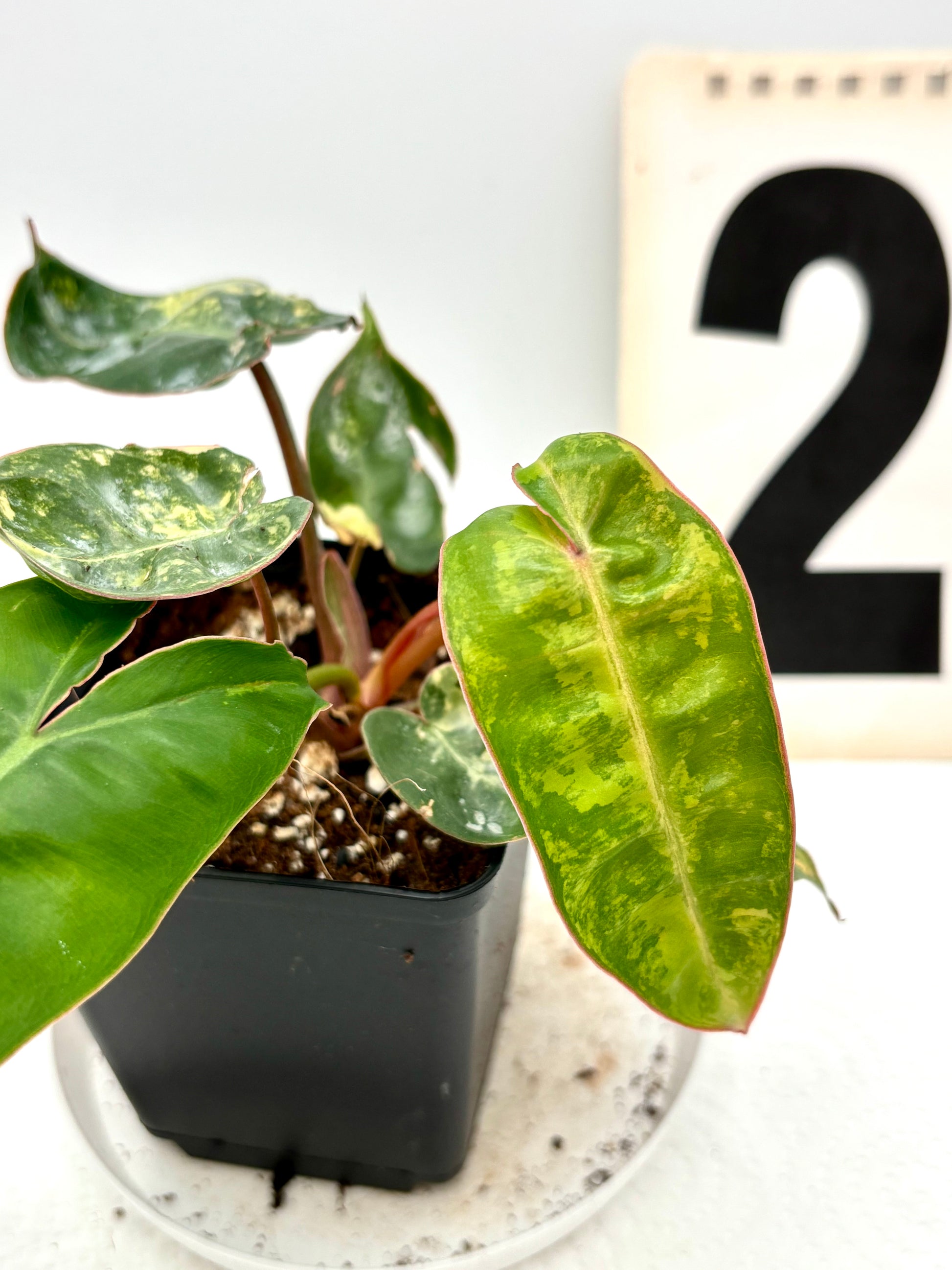 Philodendron Billietiae Variegata