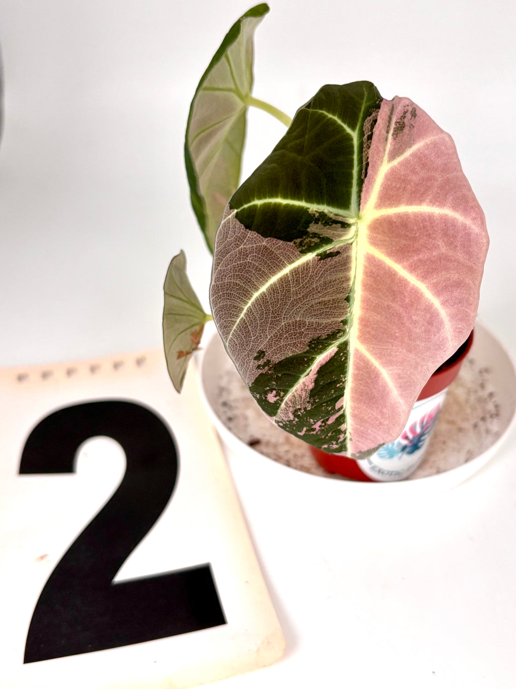 Alocasia Black Velvet Variegata
