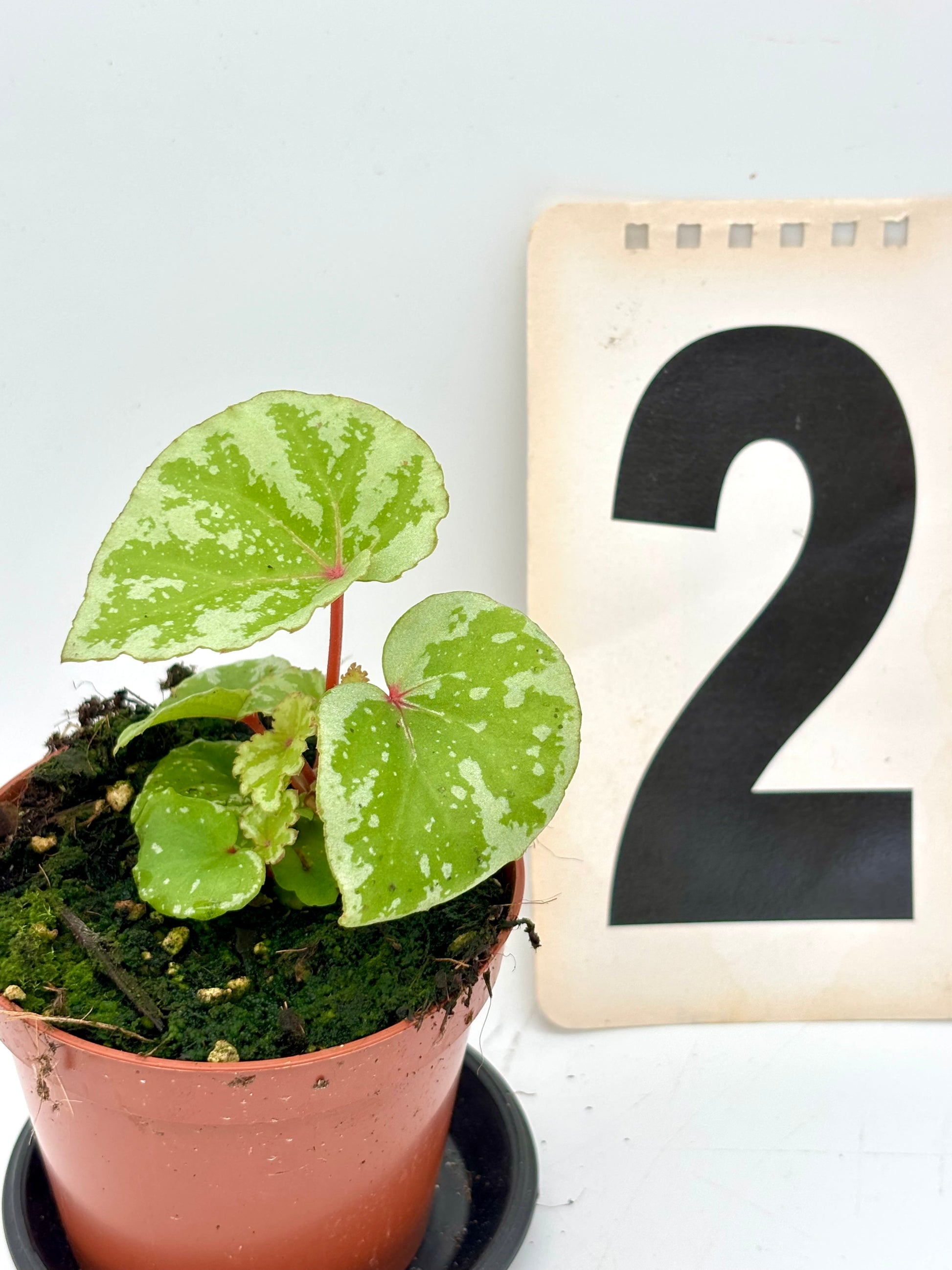 Bengonia Temuyuk von Exotic-Flowers mit grünen Blättern und bunten Blüten, perfekt für Zimmer und Garten.
